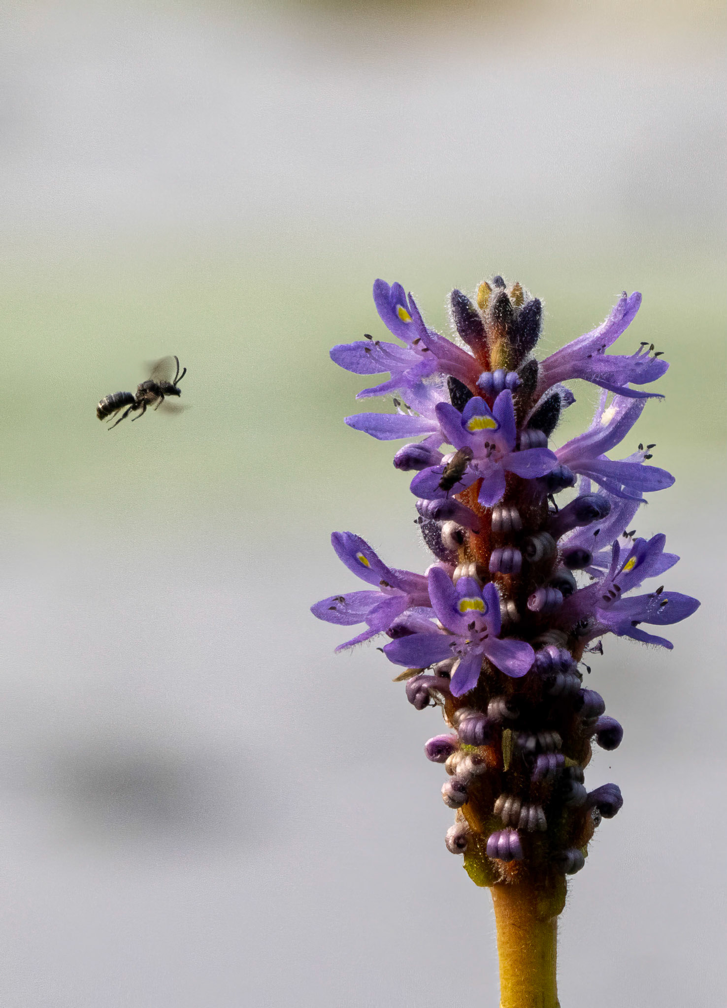 Rampion Scissor Bee (?)