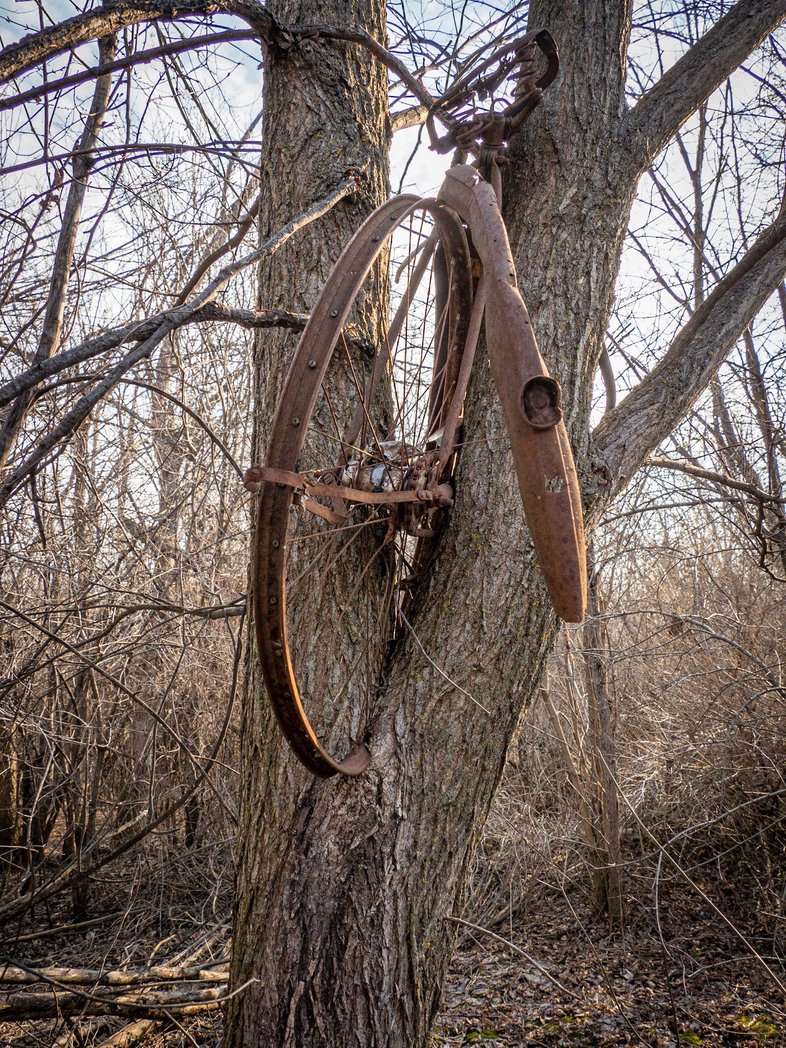 bike being absorbed by tree