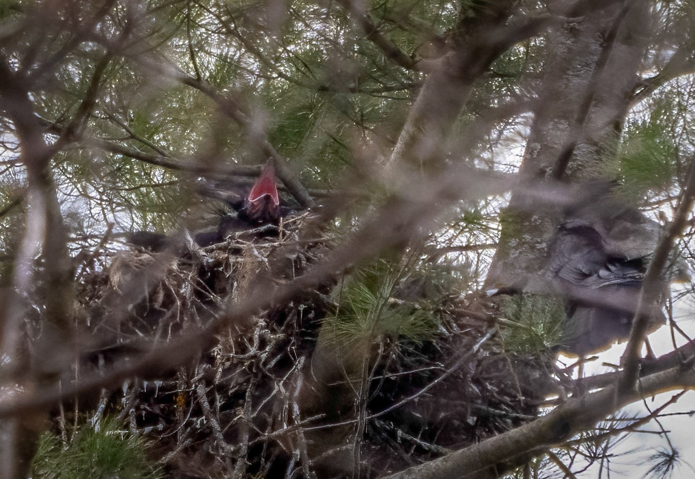 raven chick