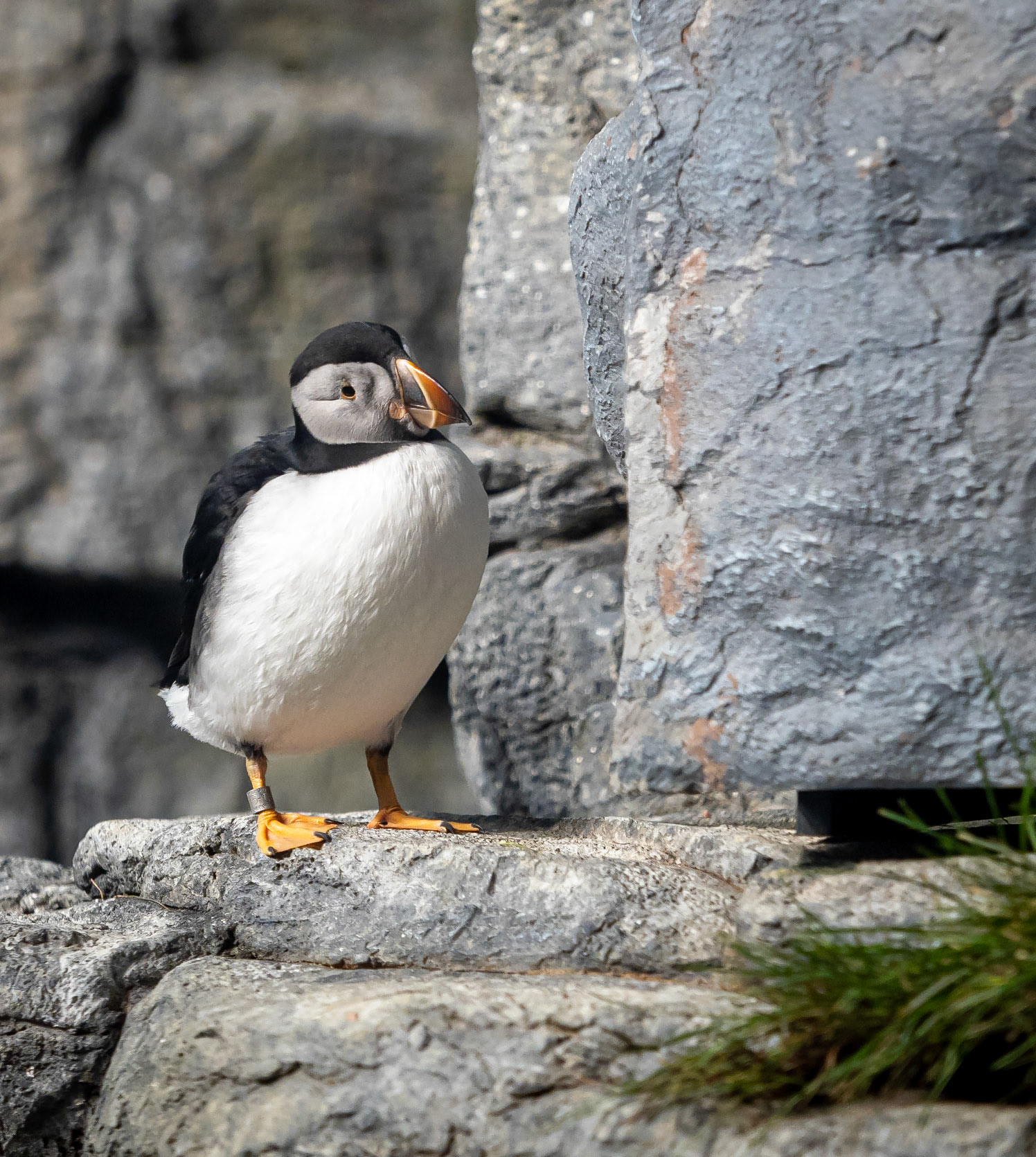 puffin