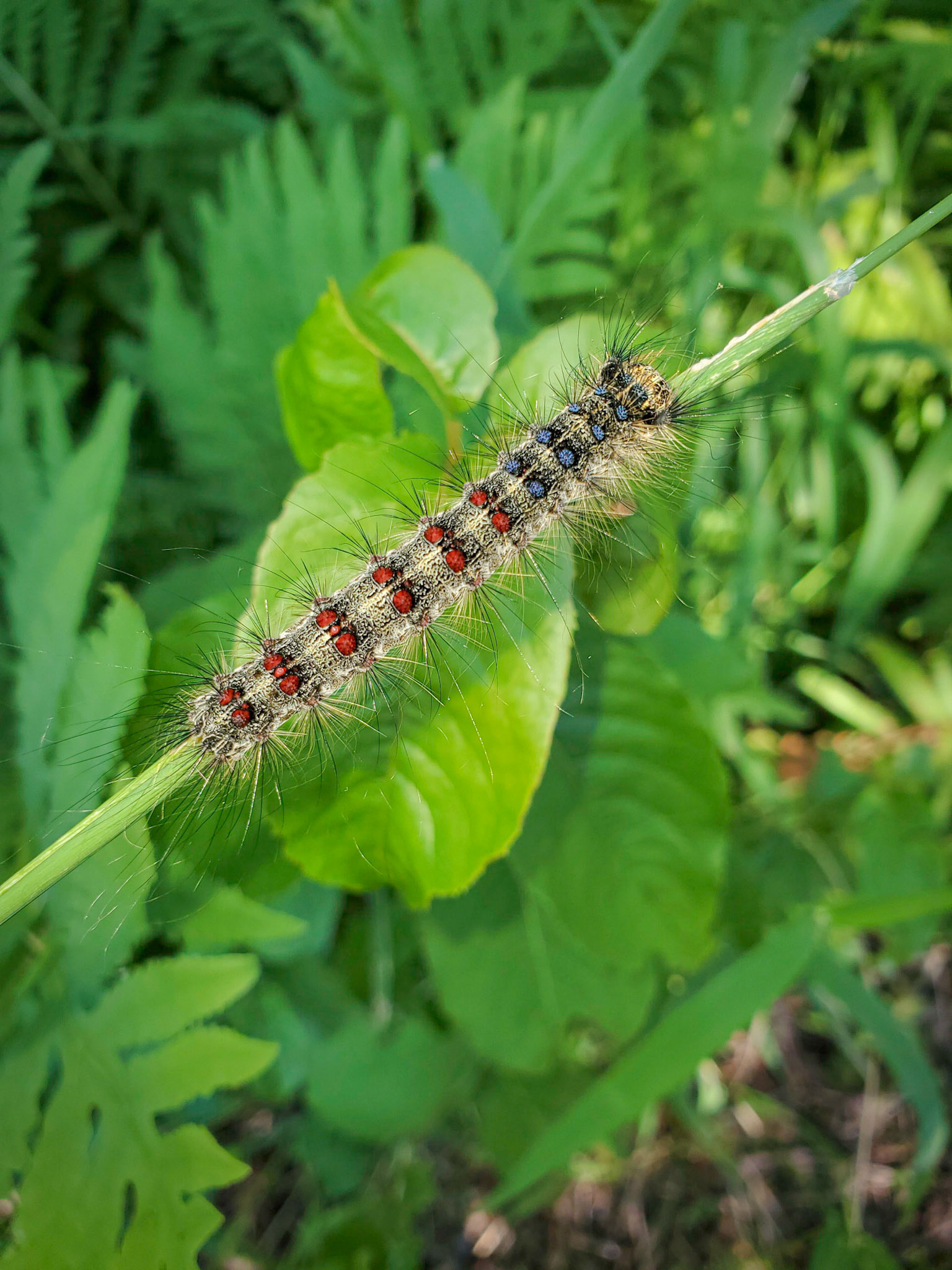 gypsy moth caterpillar