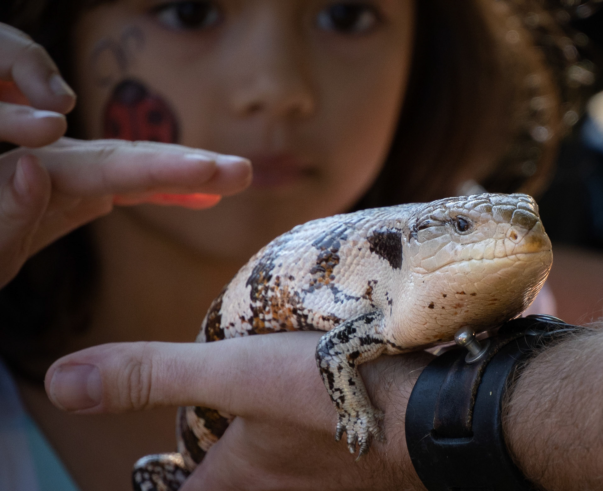 Blue tongue skink