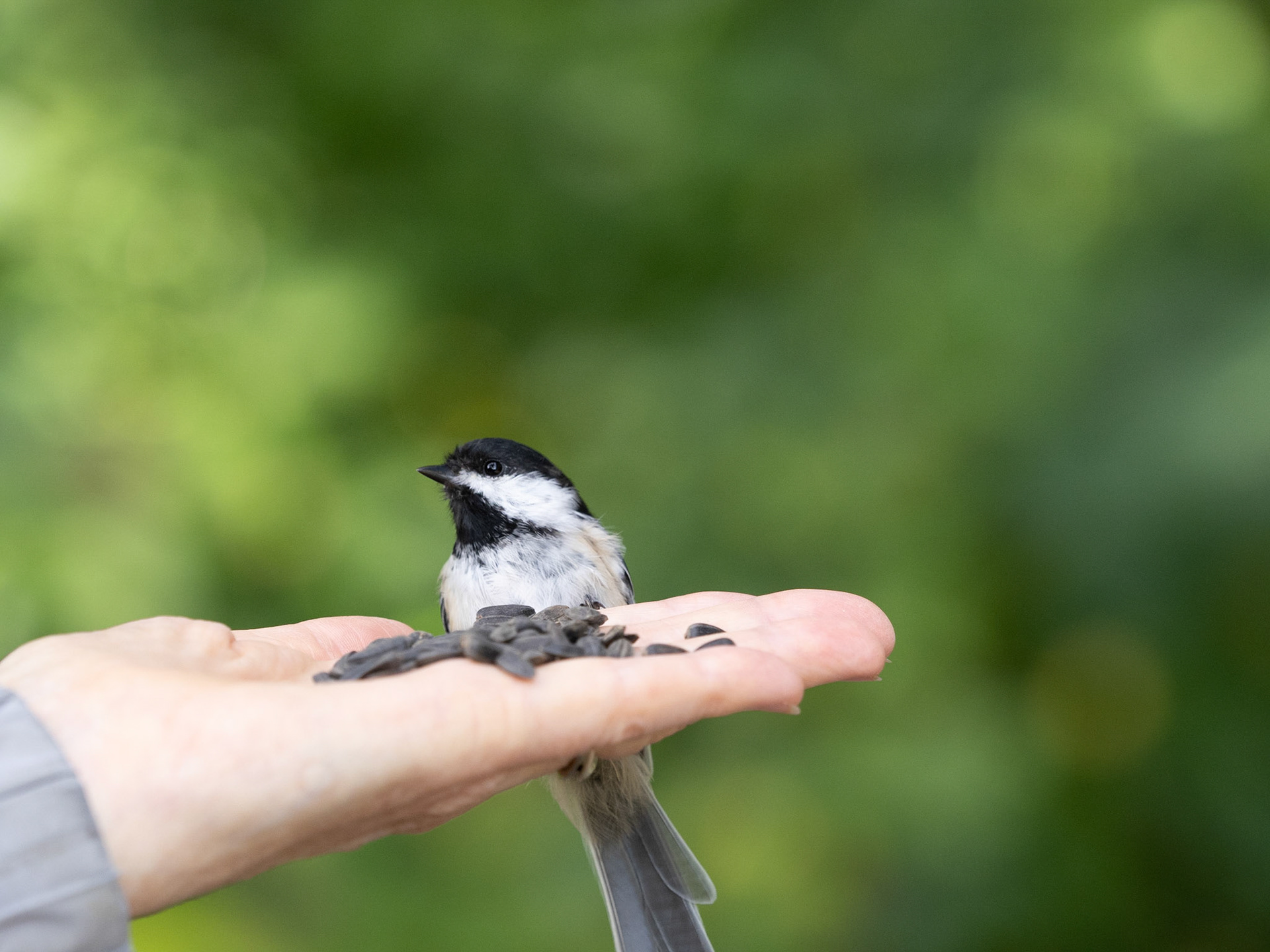 Black-capped chickadee