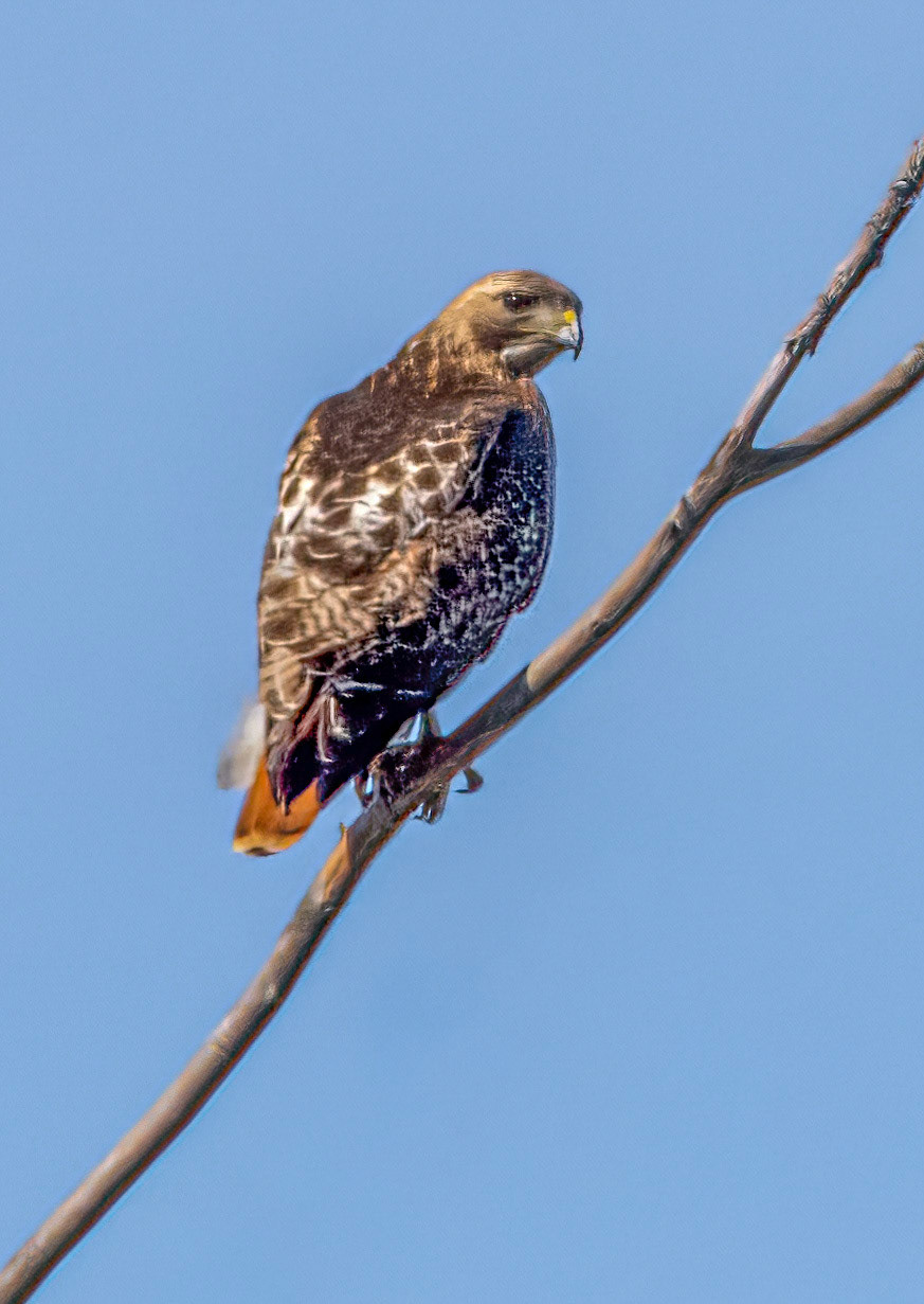 red-tailed hawk