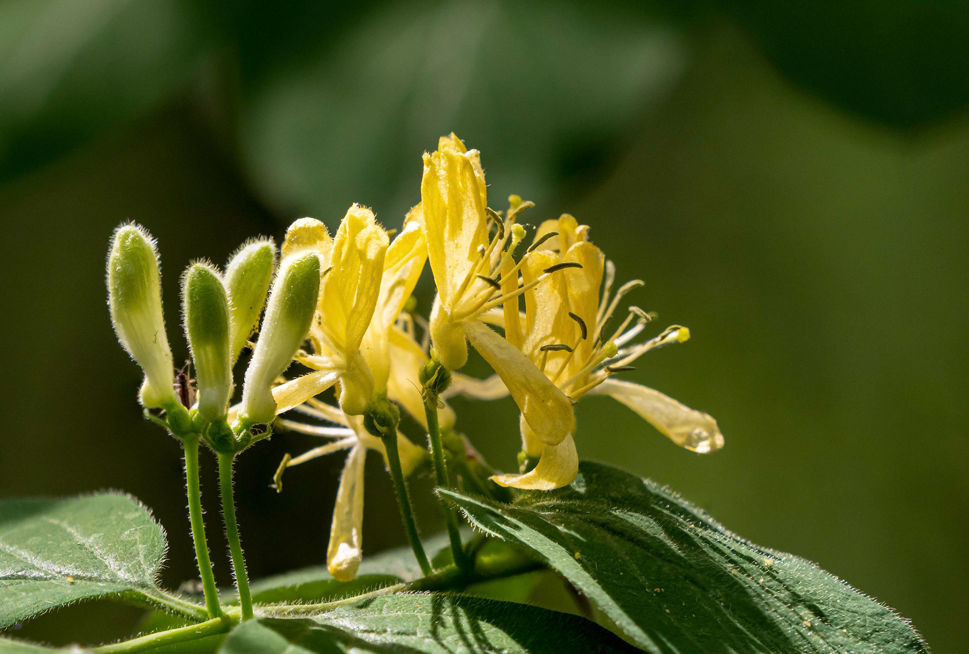 Honeysuckle