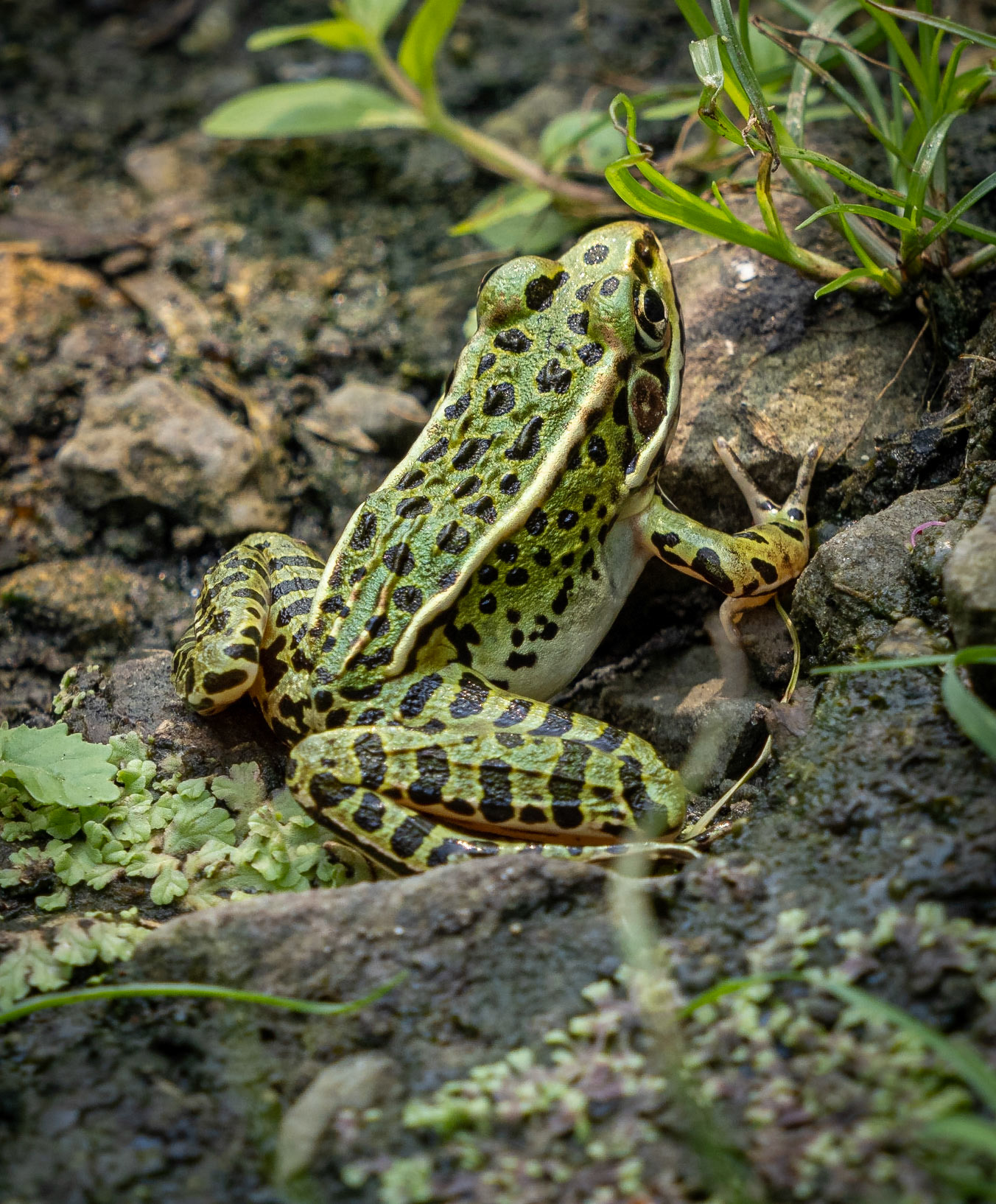 leopard frog