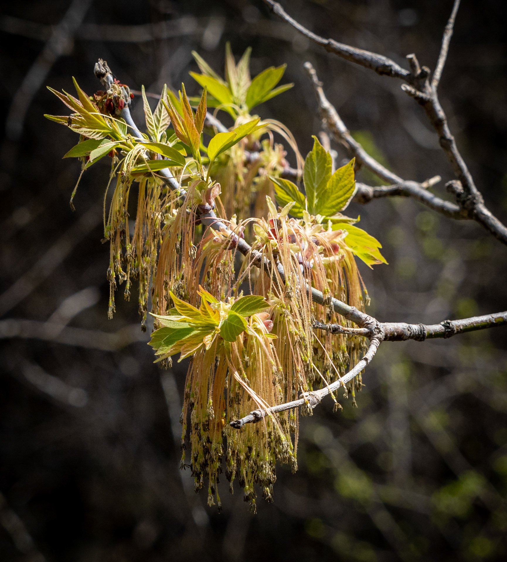 maple tree