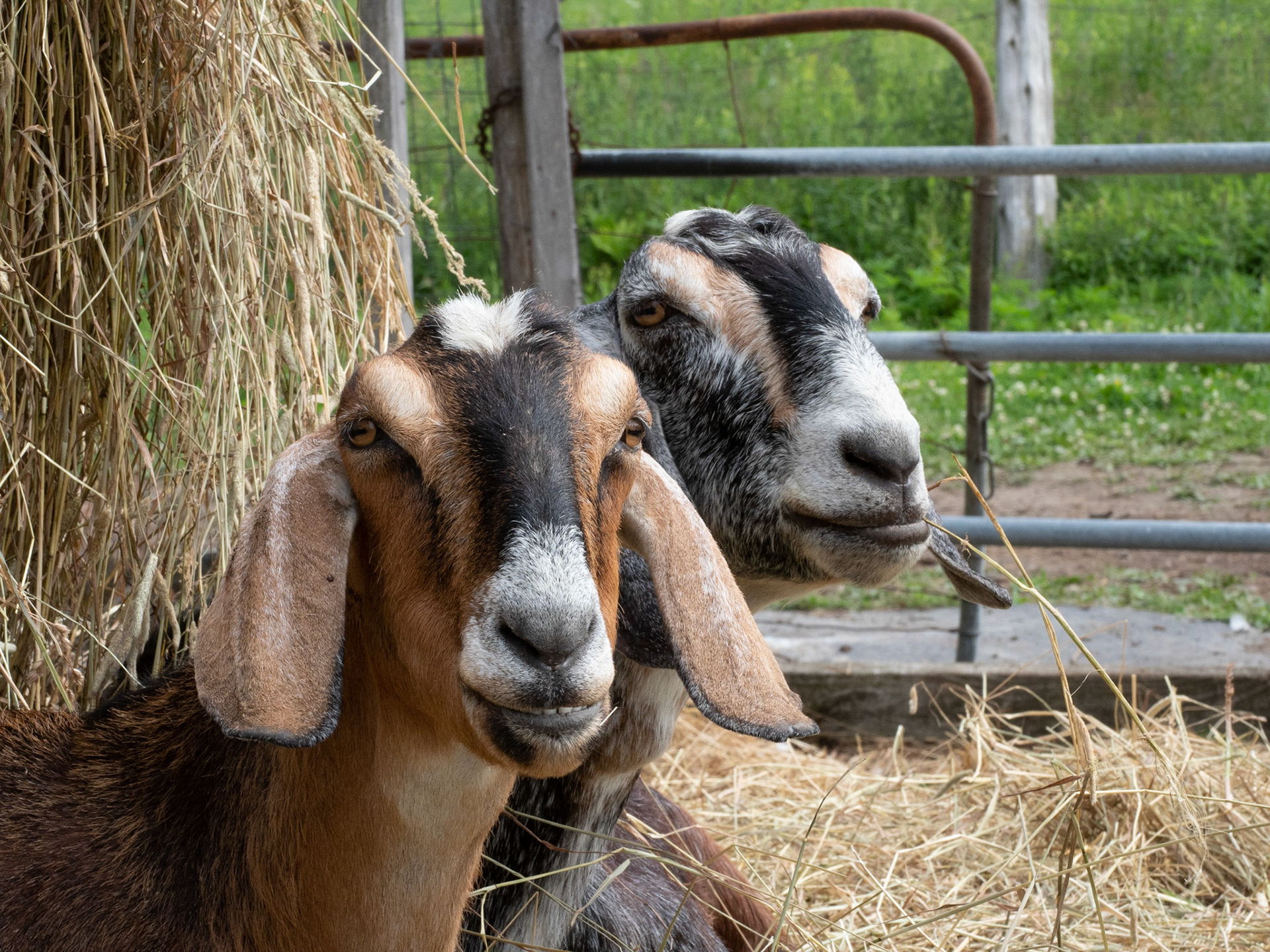 goat portrait