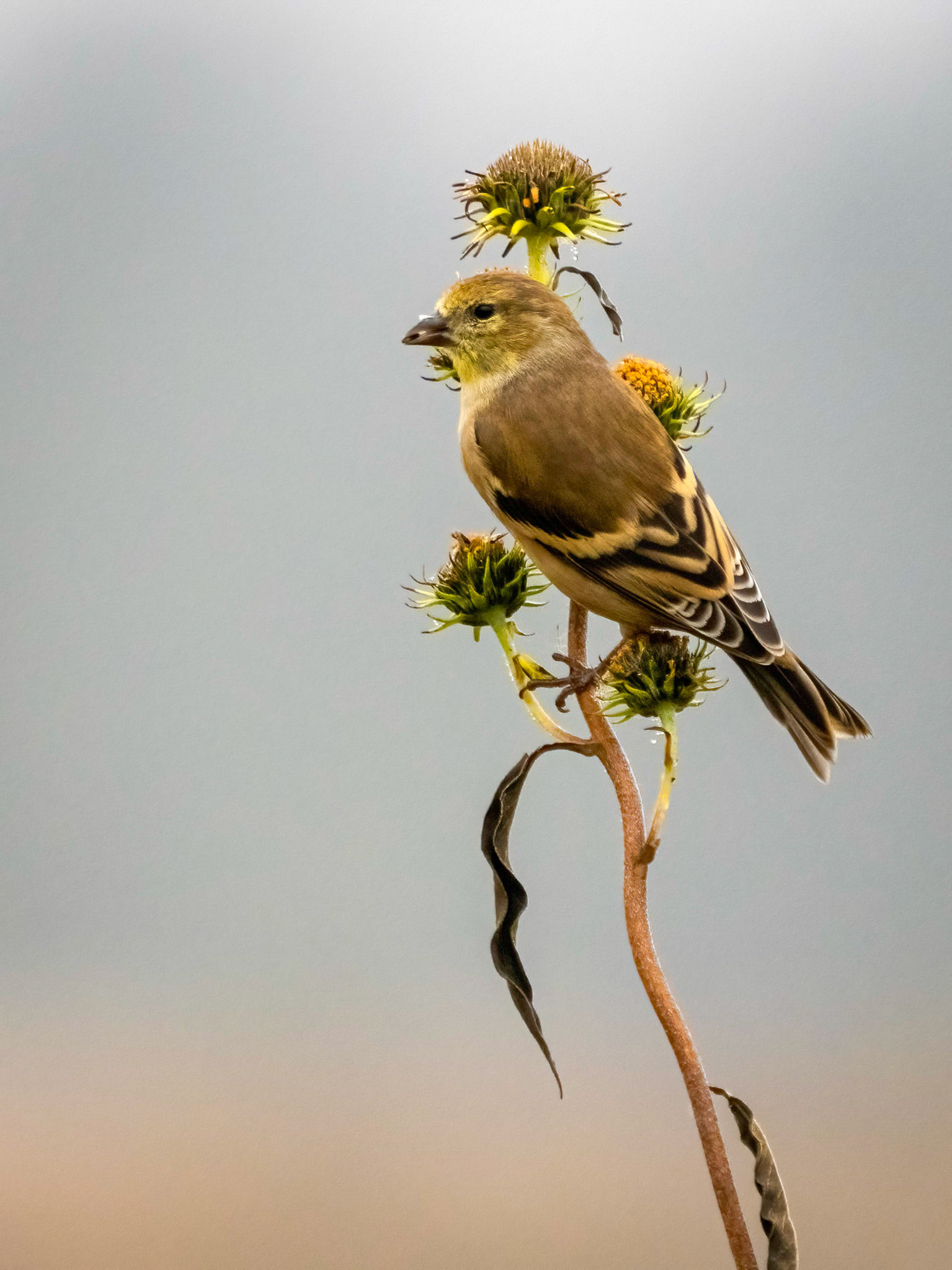 goldfinch