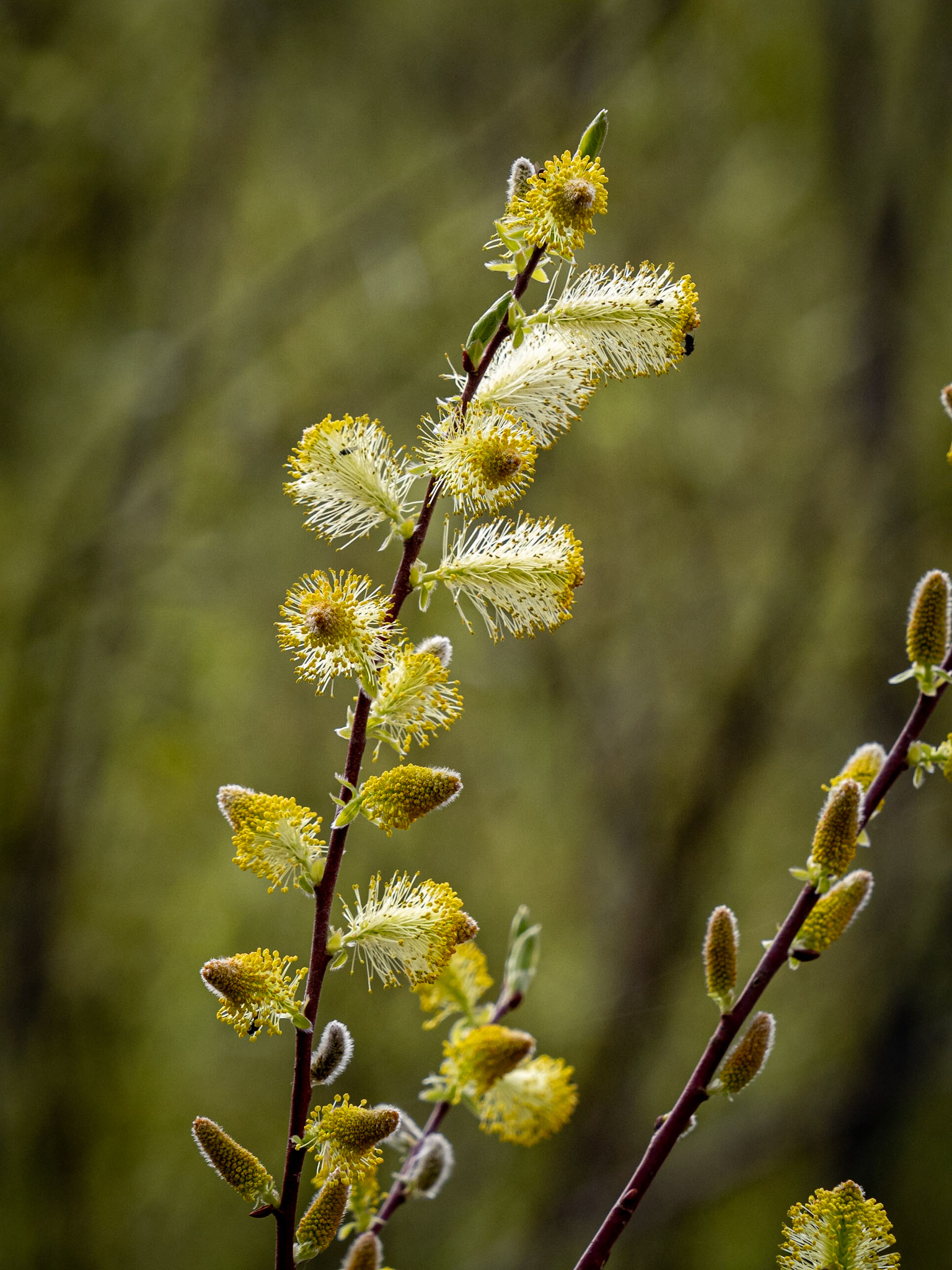 pussy willow