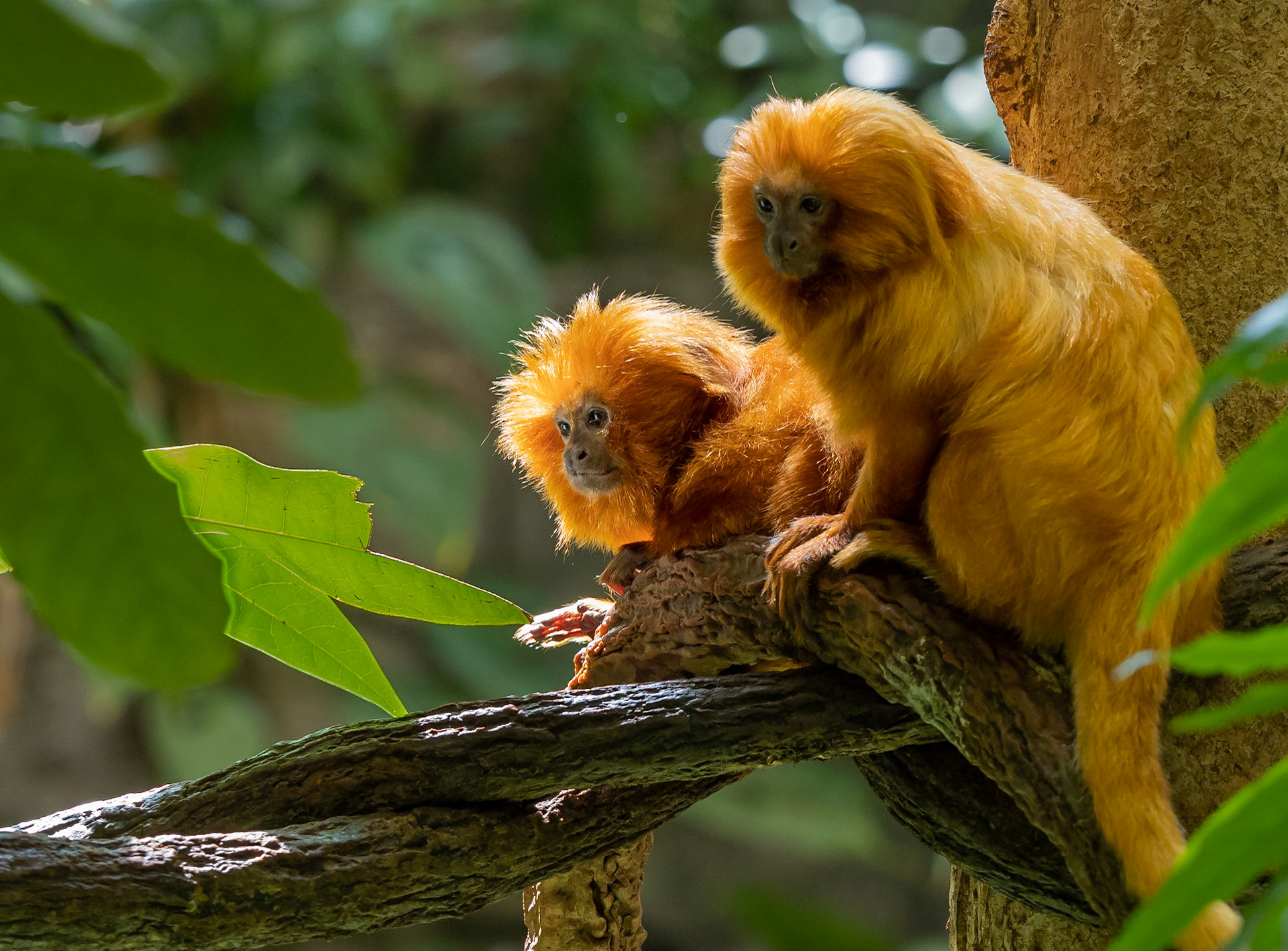 golden tamarin monkeys