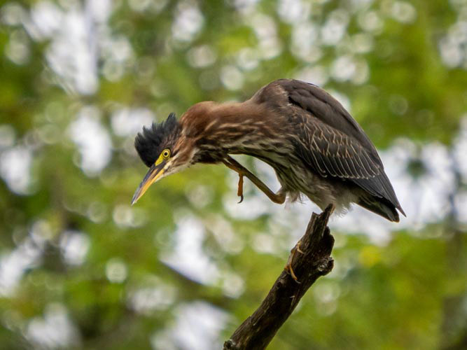 Green heron with itch at Mud Lake