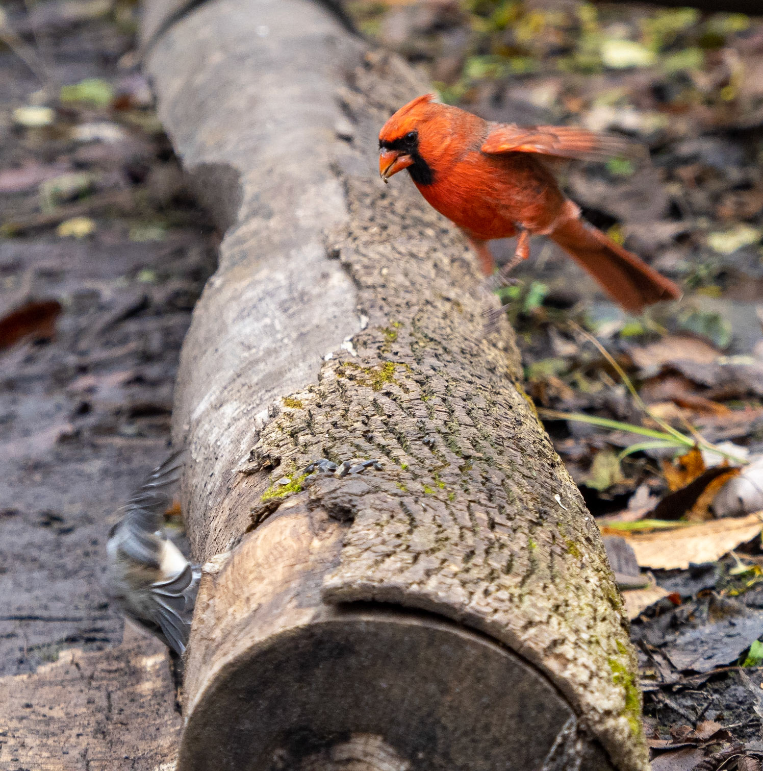 Chickadee spooking a cardinal