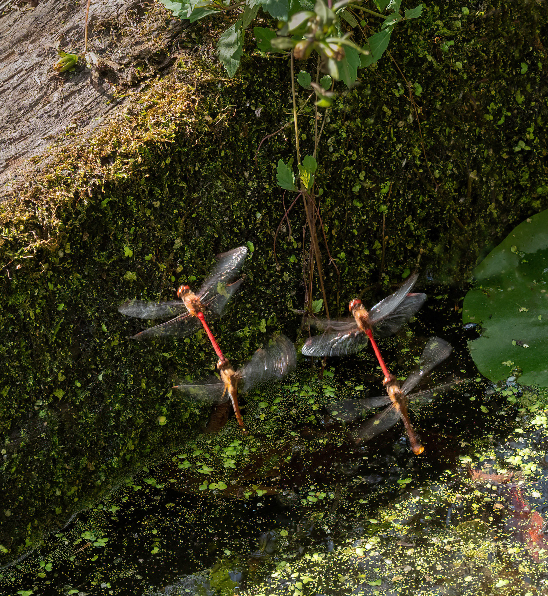 Precision flying by meadowhawks dragonflies