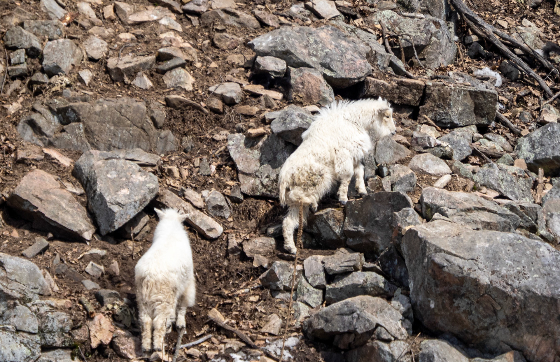 mountain goats