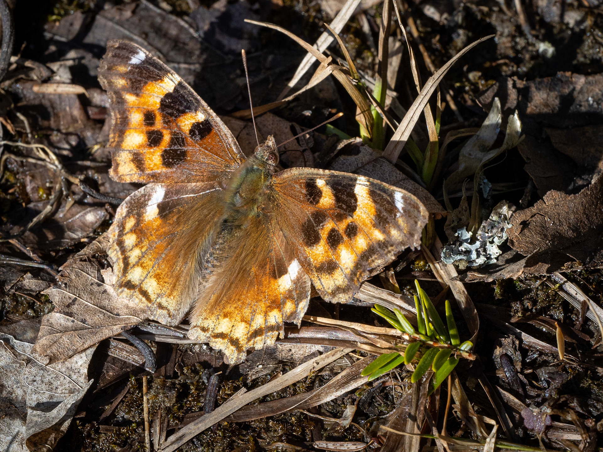 Compton tortoiseshell