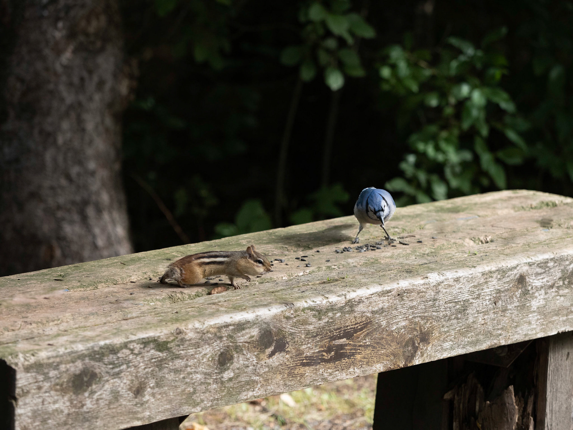 Chipmunk and blue jay cleaning up the left overs