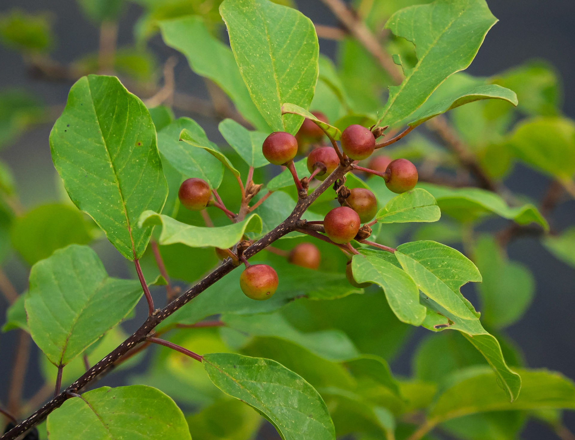 Buckthorn