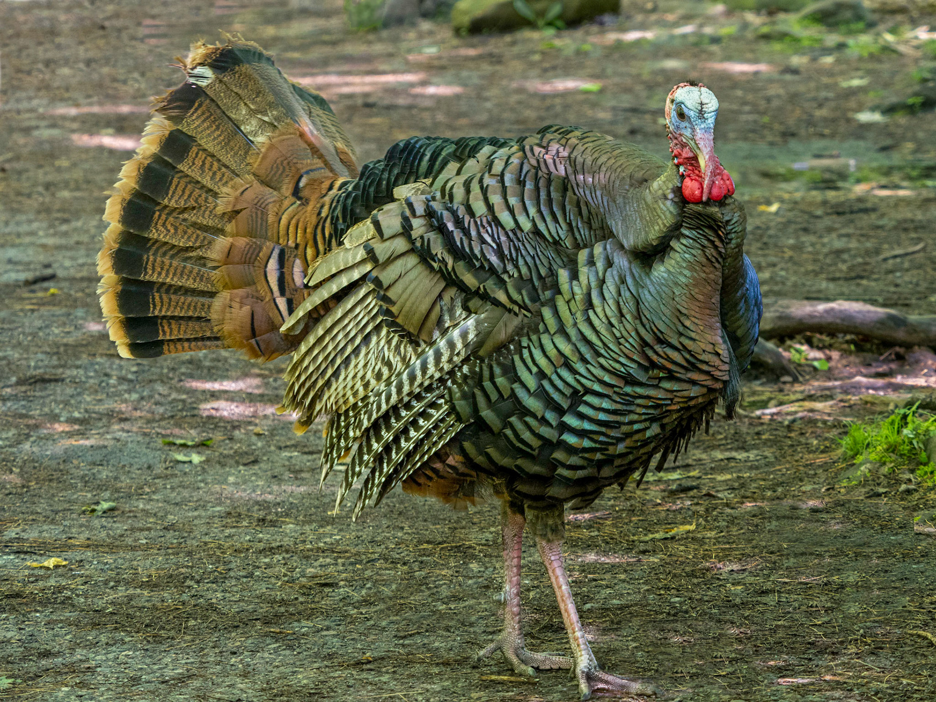 Young male turkey practicing displaying