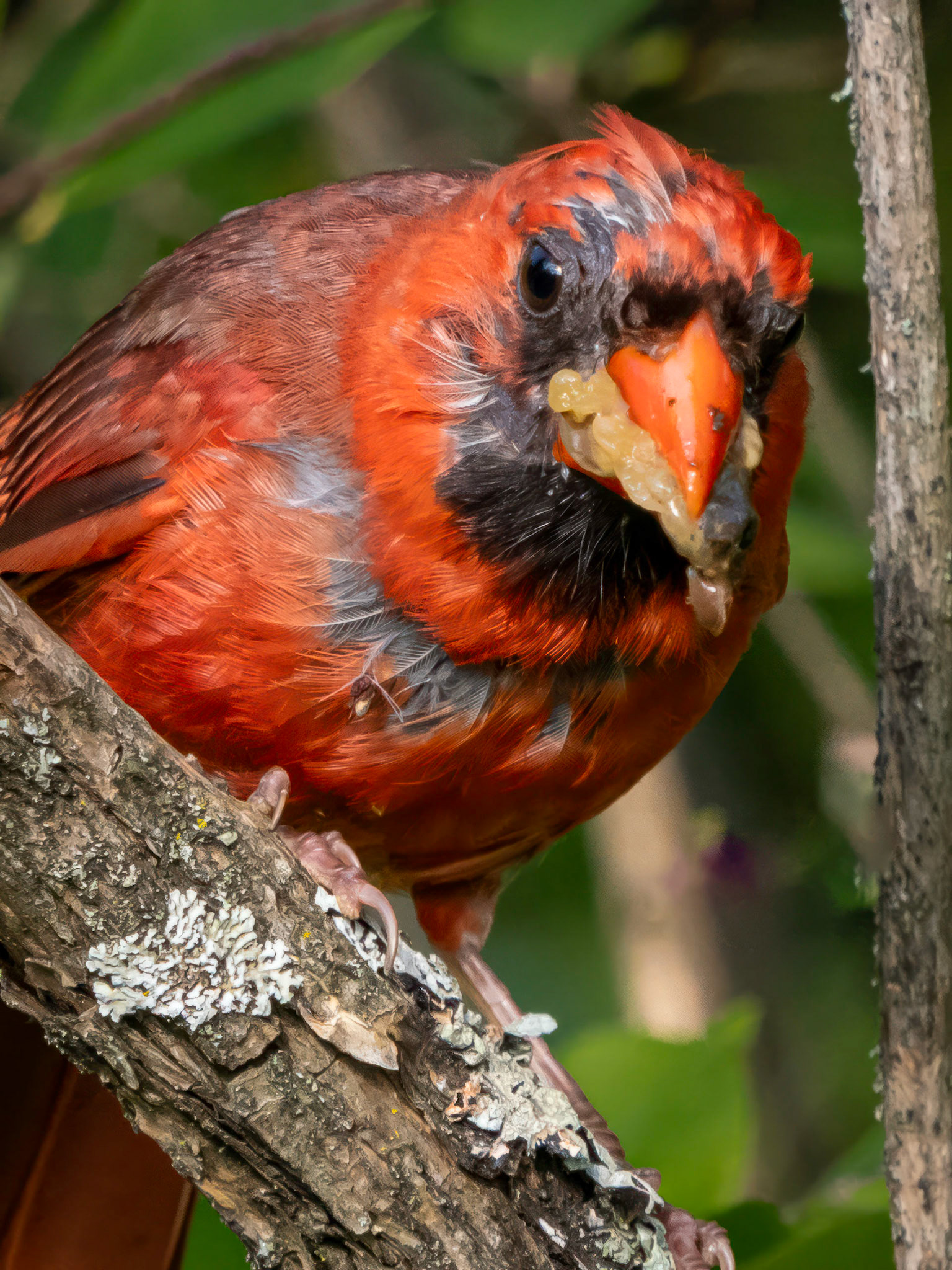 Male cardinal, mouth full, ending molt