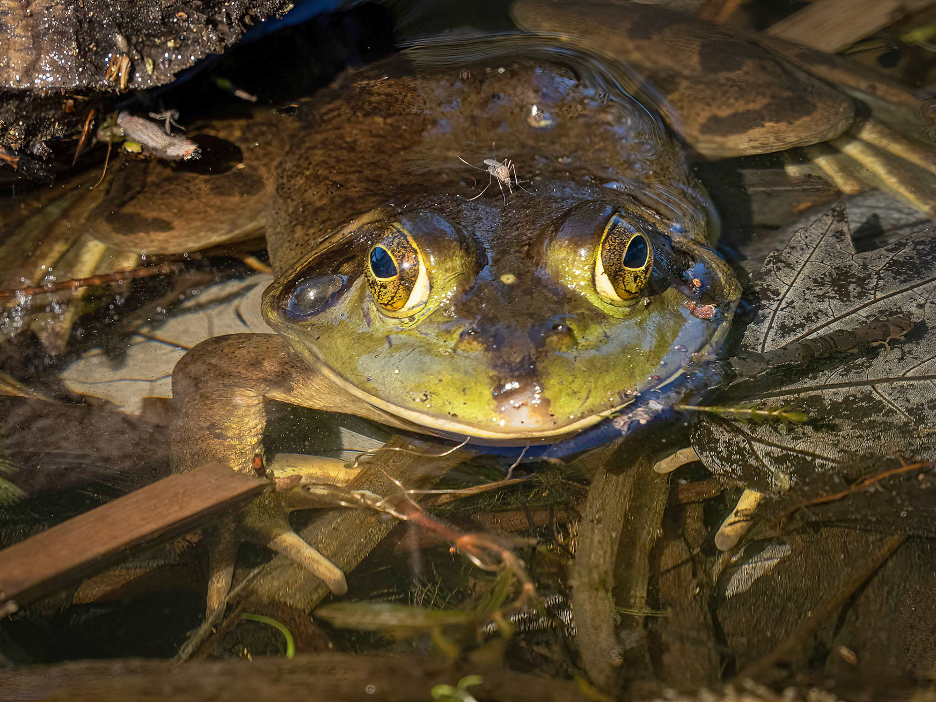 mosquito equipped bull frog