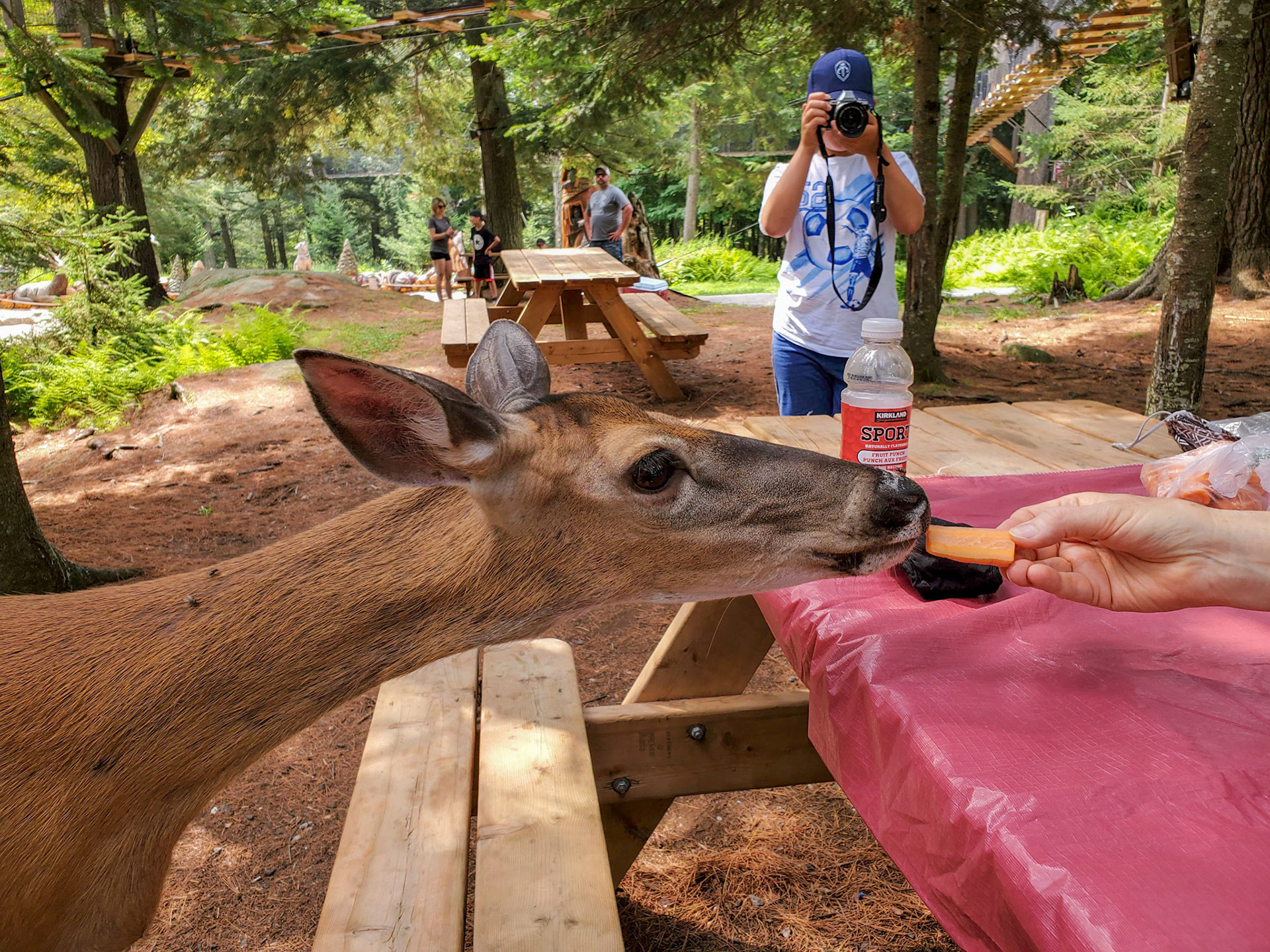 white tailed deer