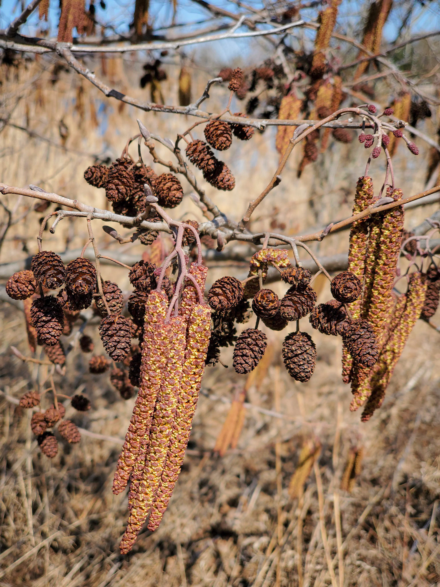 speckled elder