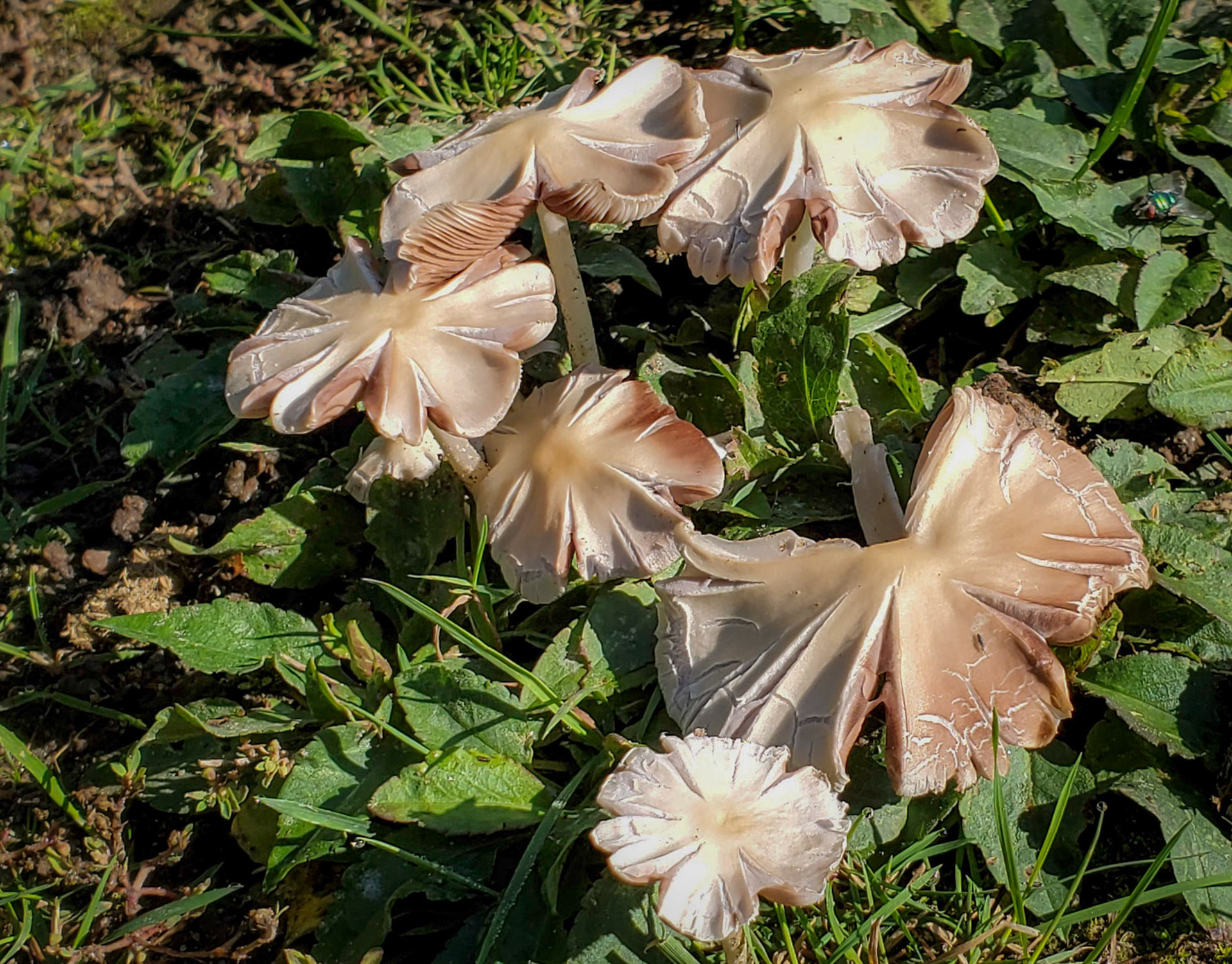 Mushrooms masquerading as flowers