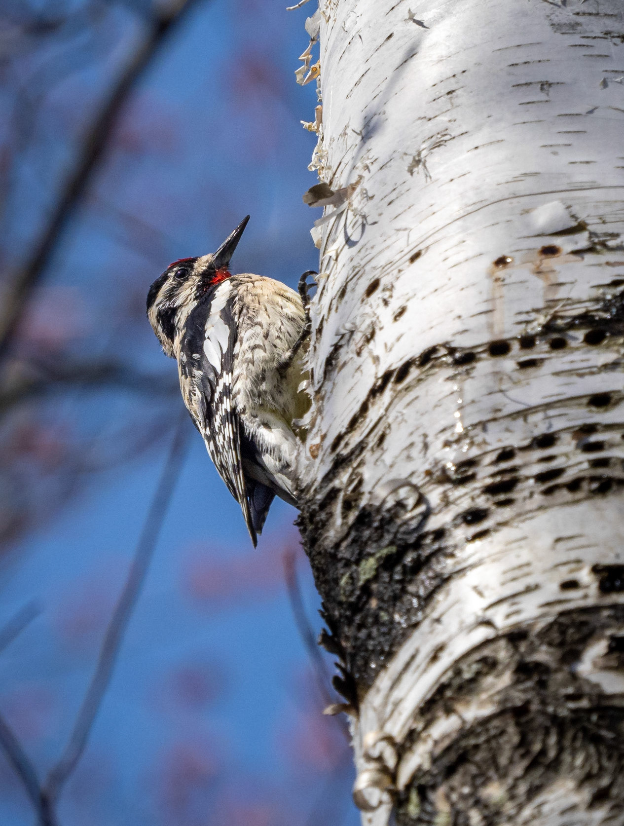 sapsucker