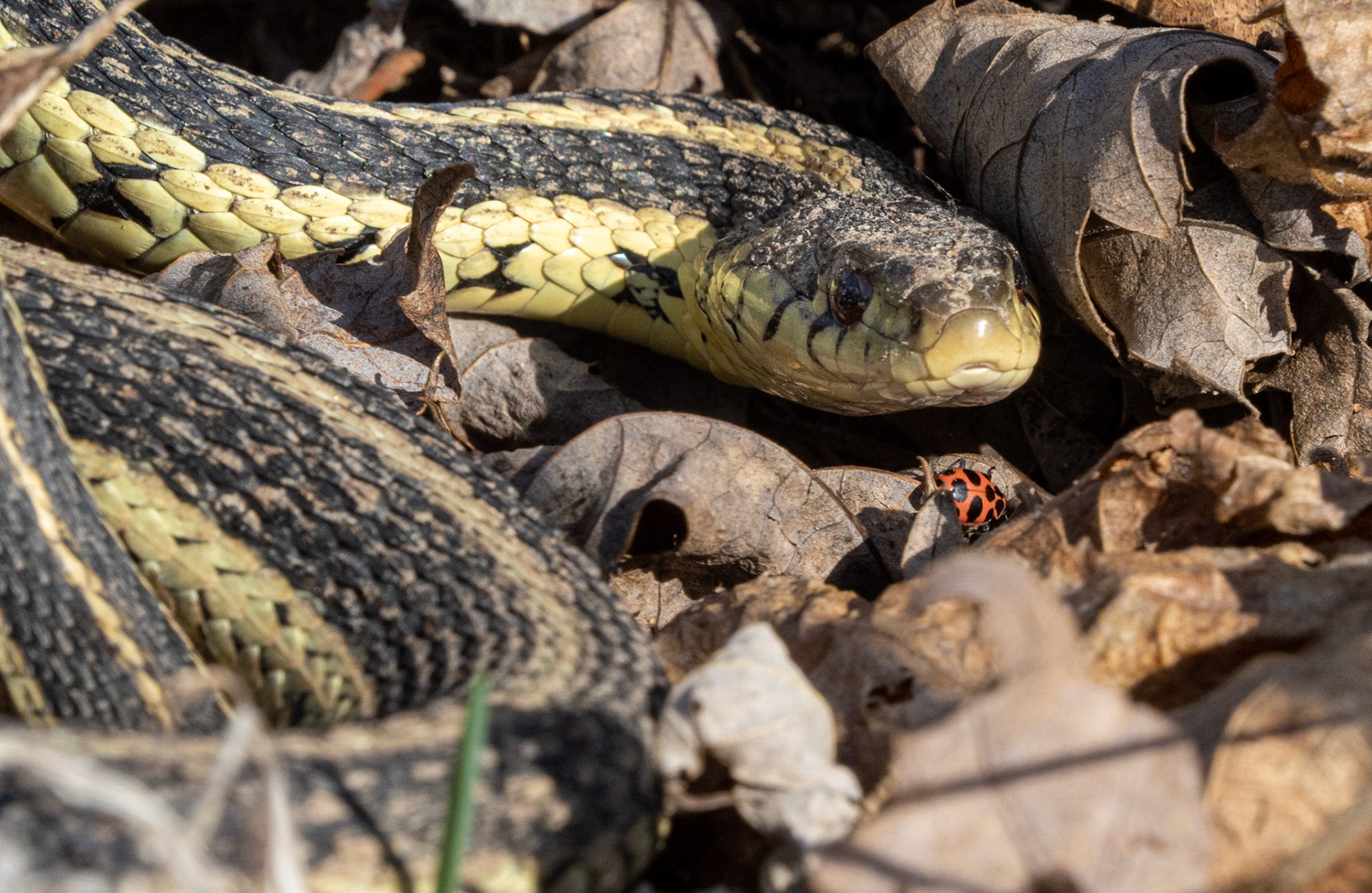 garter snake