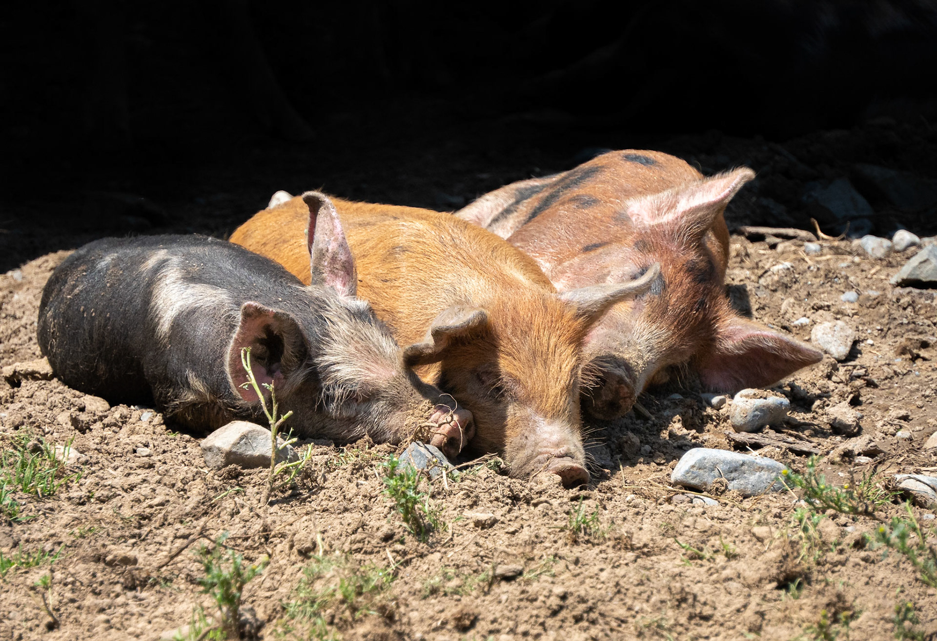 Three young pigs relaxing in the dry mud