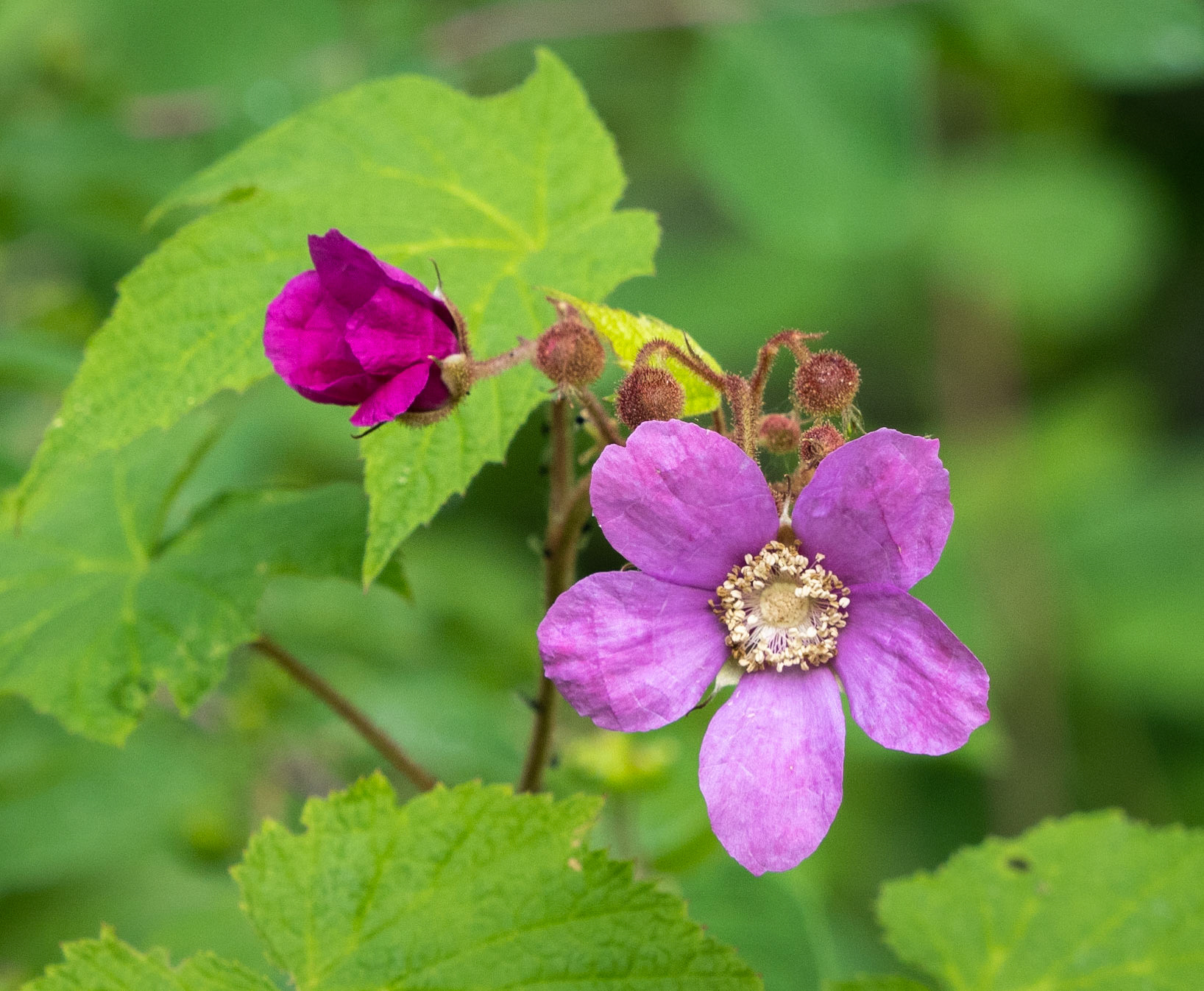 Purple flowering raspberry
