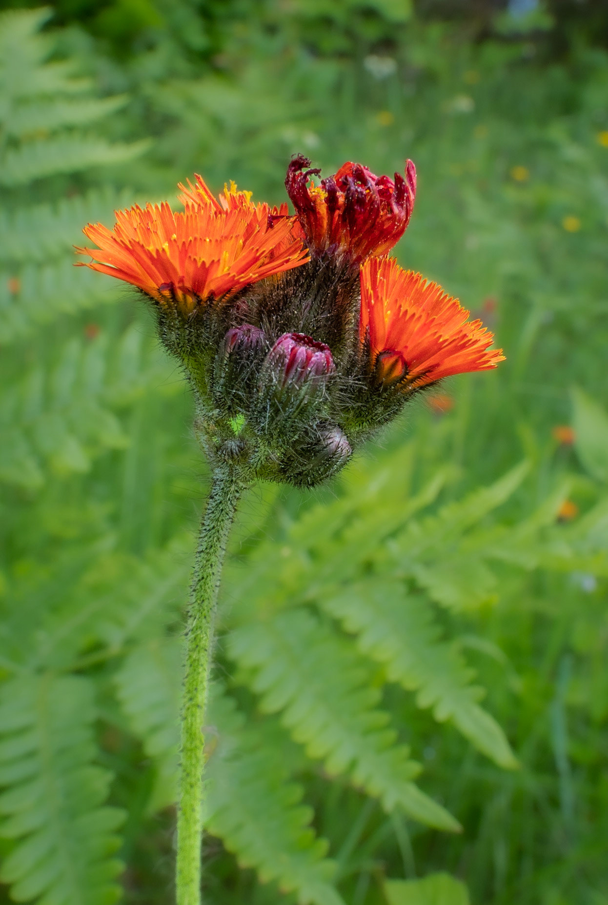 Fox and cubs