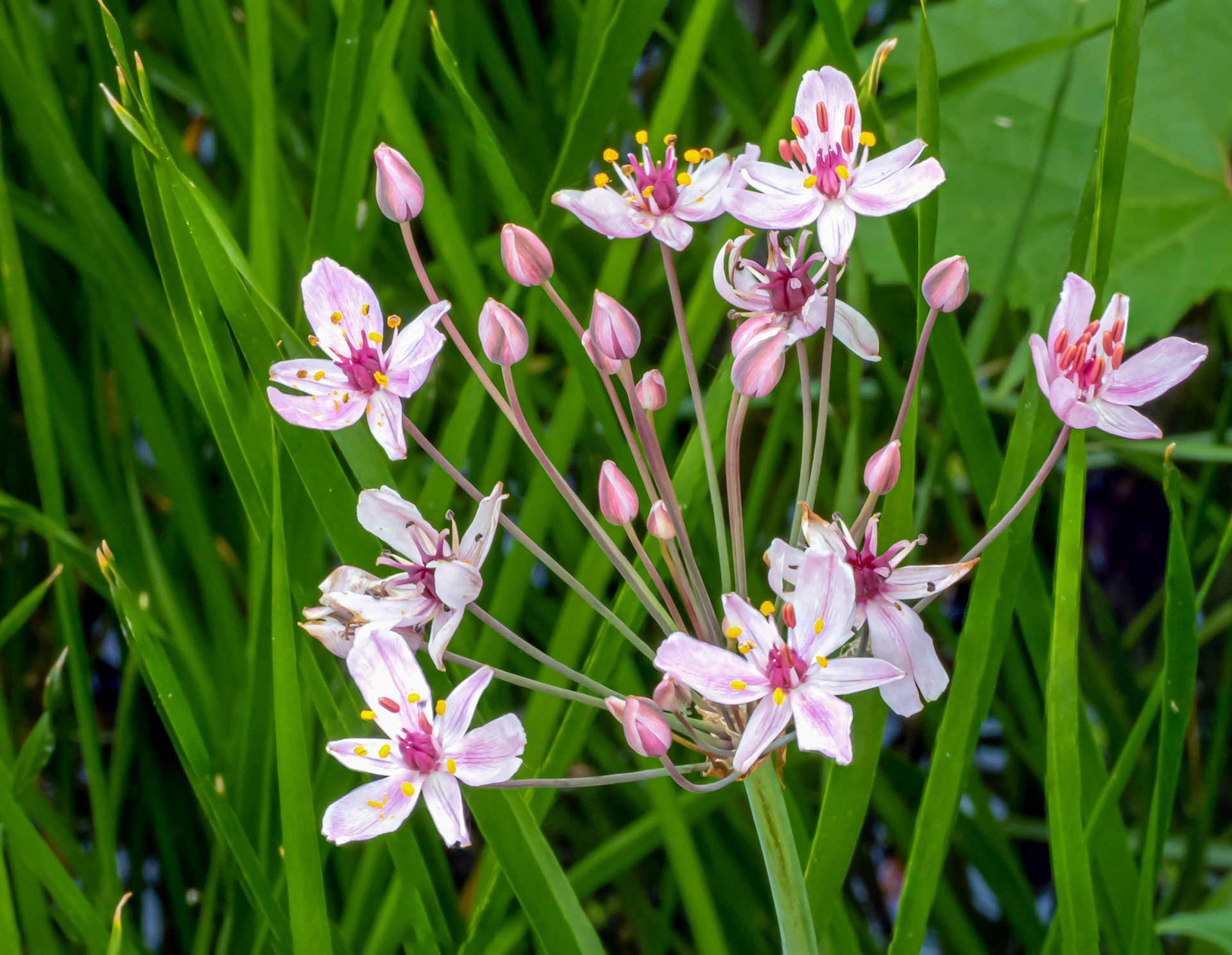Flowering rush