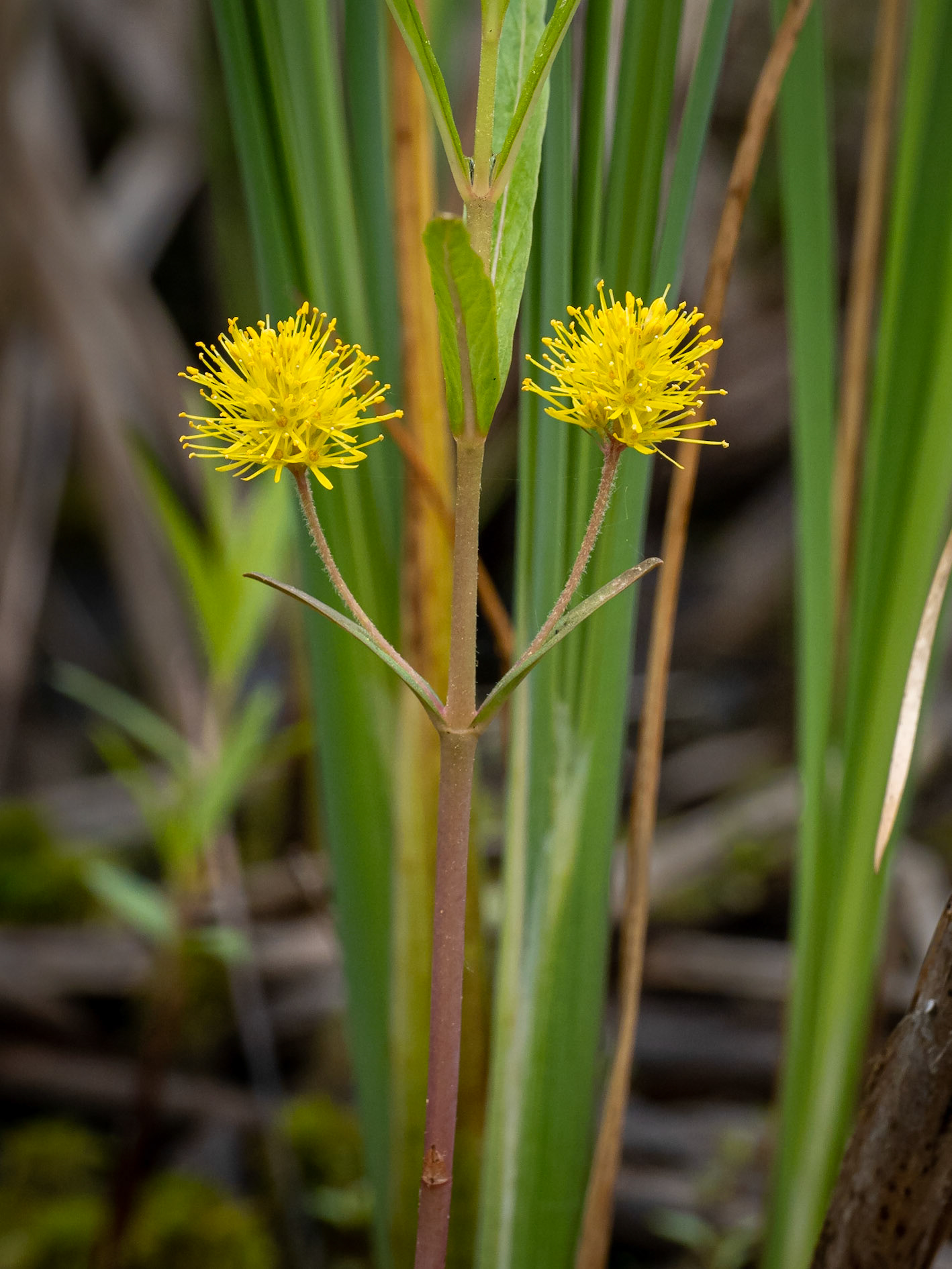 Tufted loosestrife