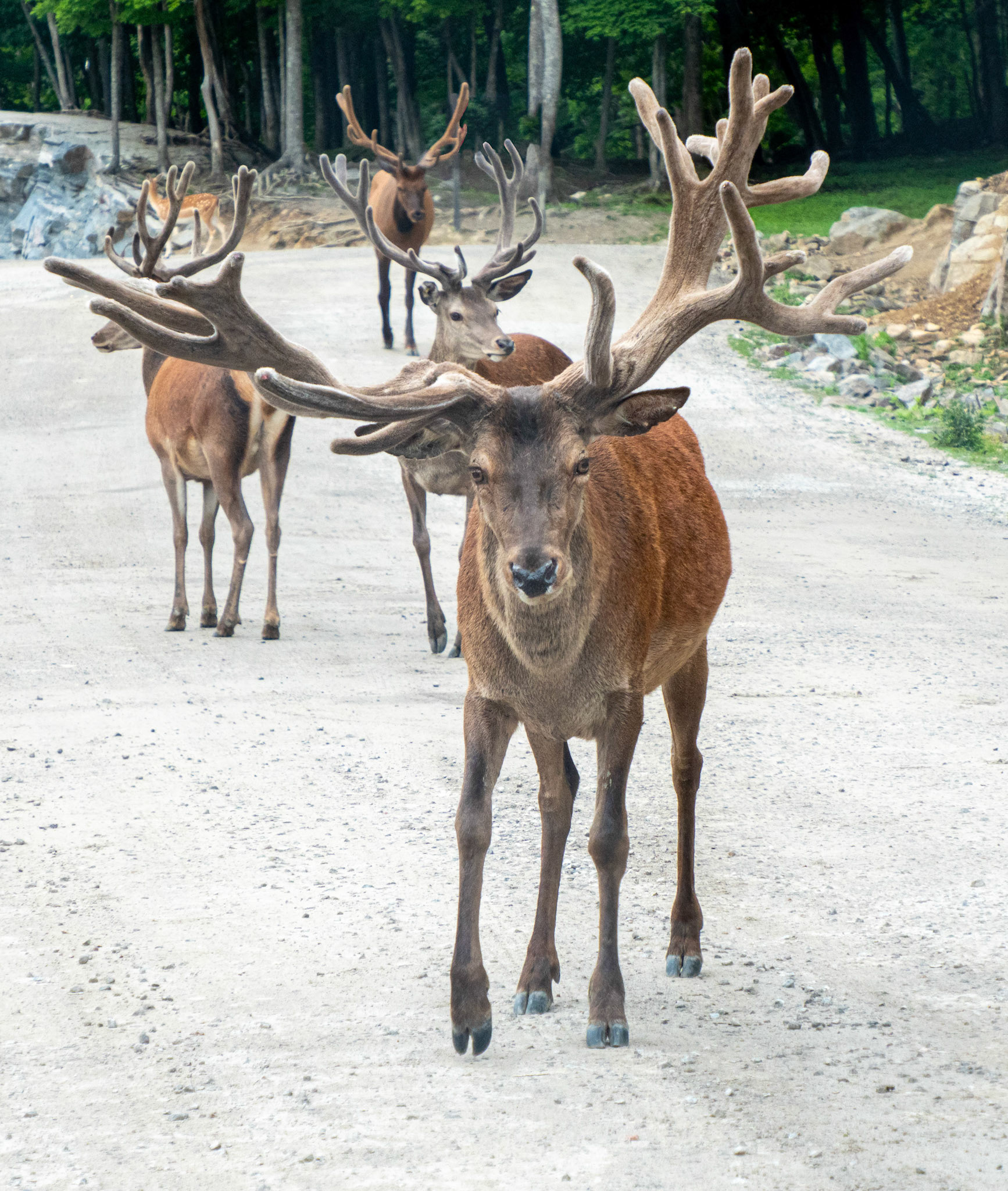 Unbalanced antlers