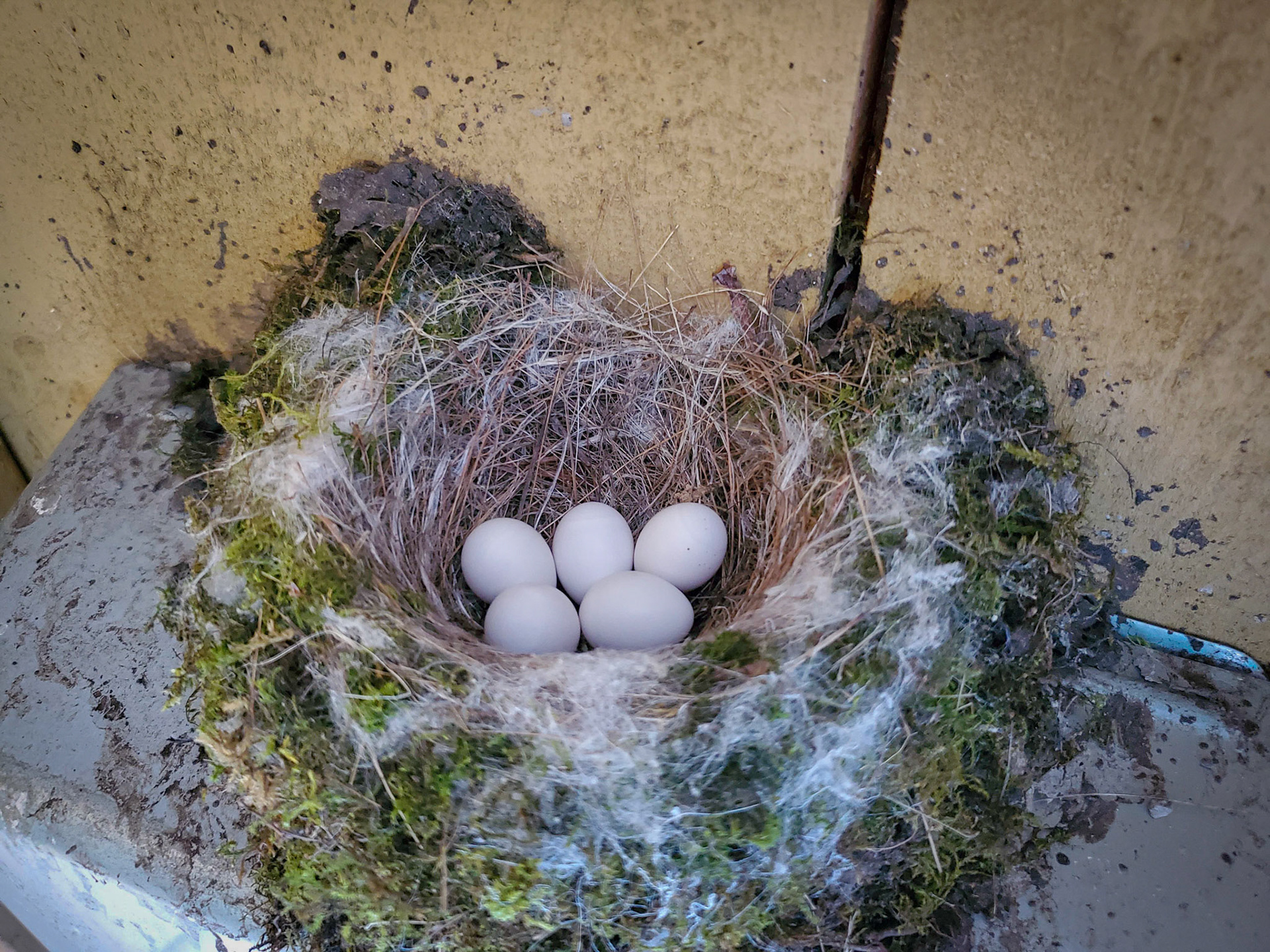phoebe nest