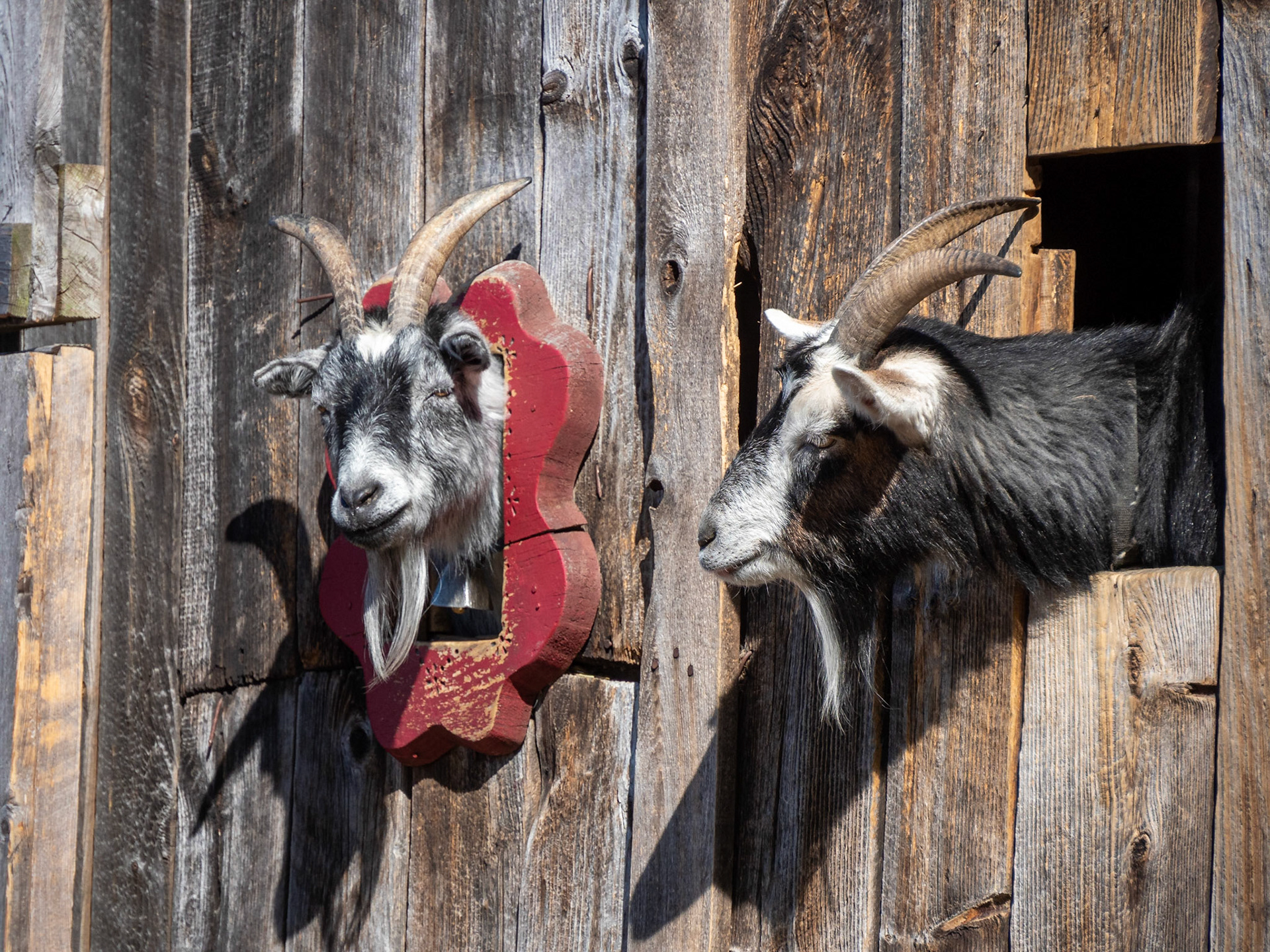 goats at farm