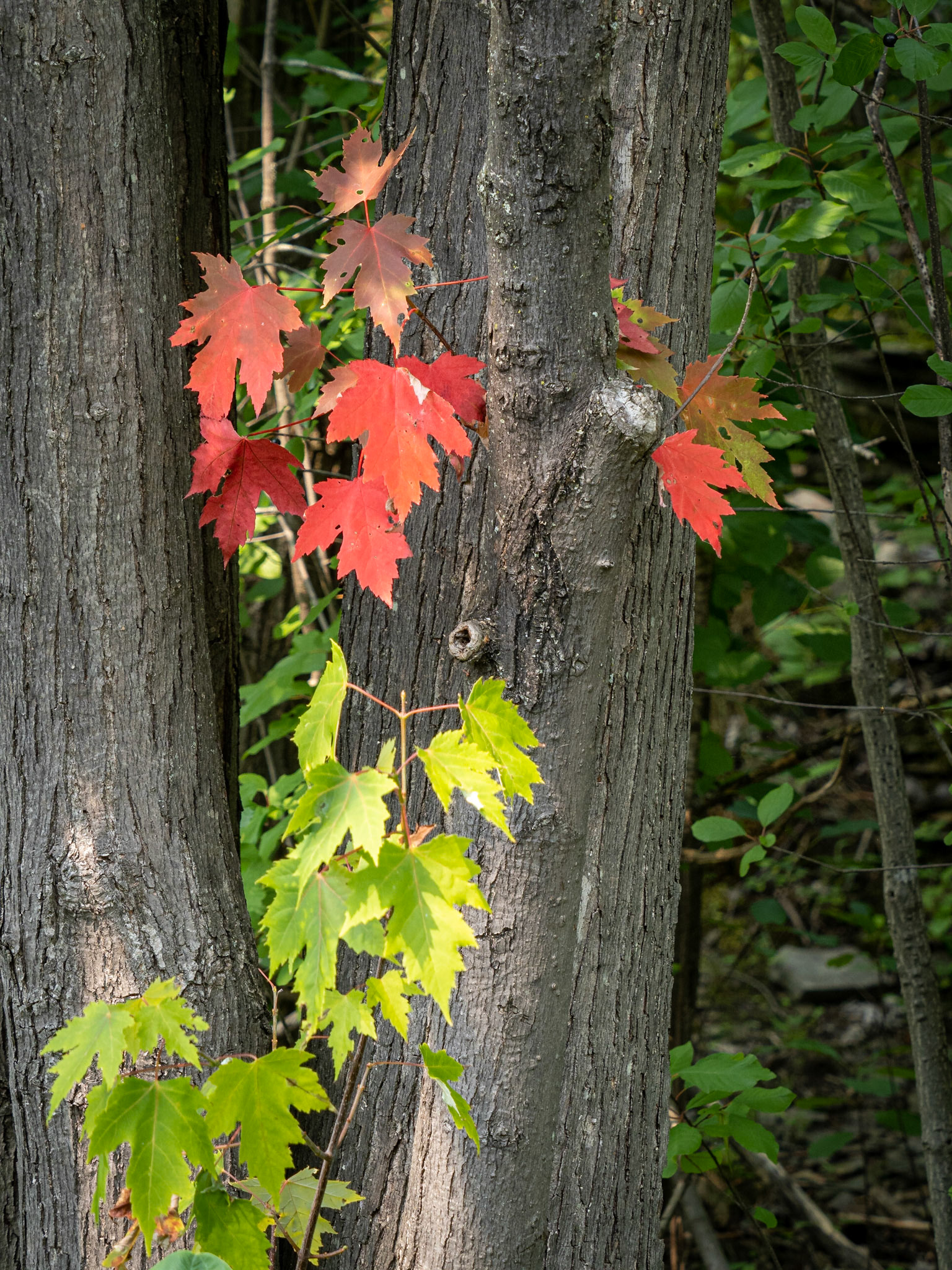 maple leaves