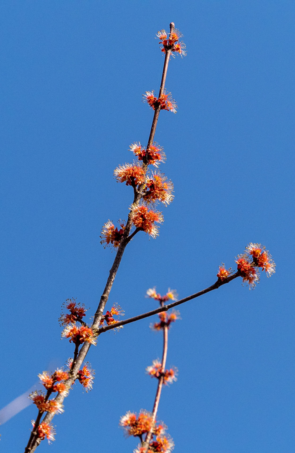 maple tree