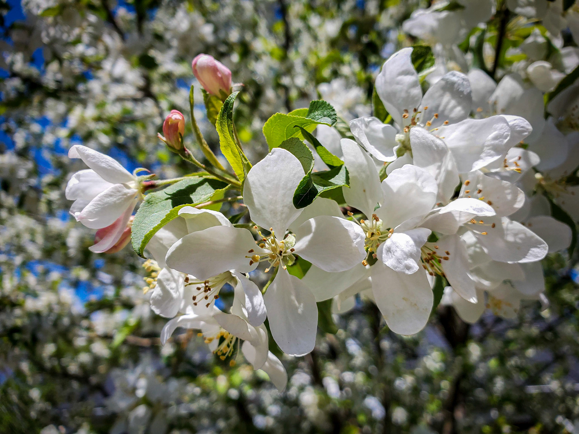 apple blossoms