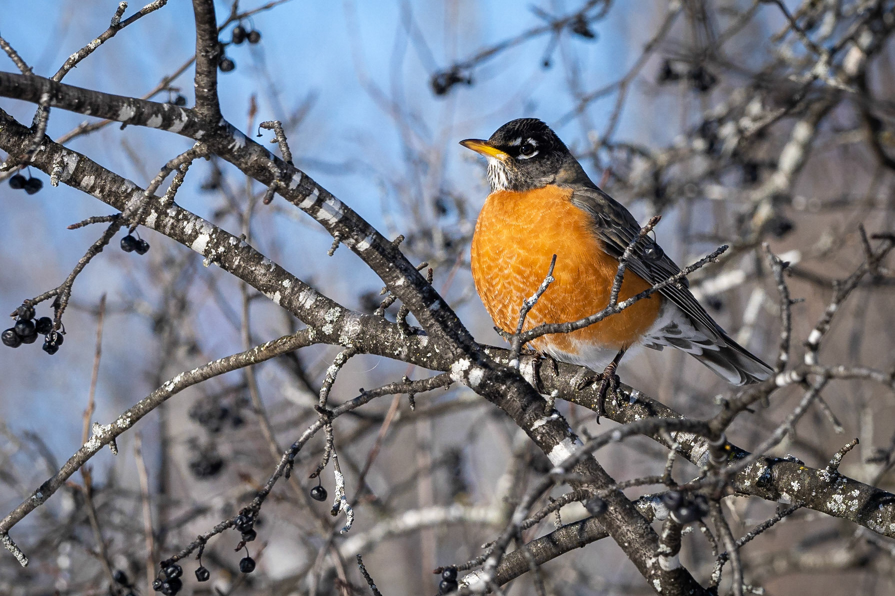Yes a few robins do stay around all winter