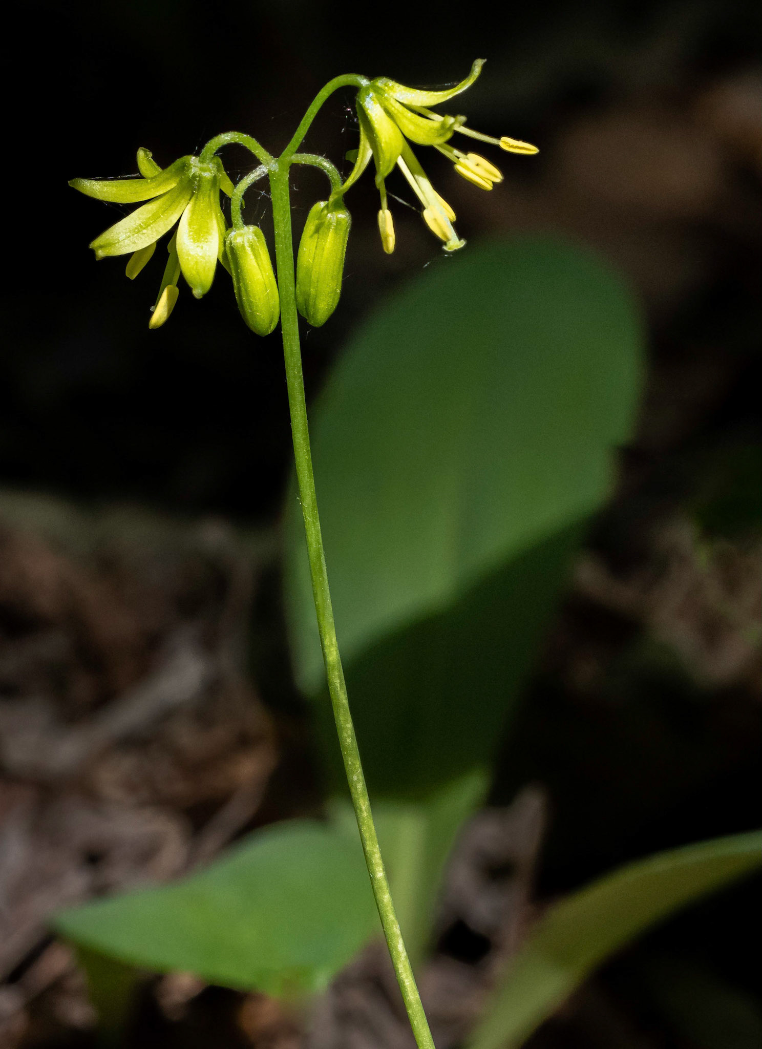clintonia