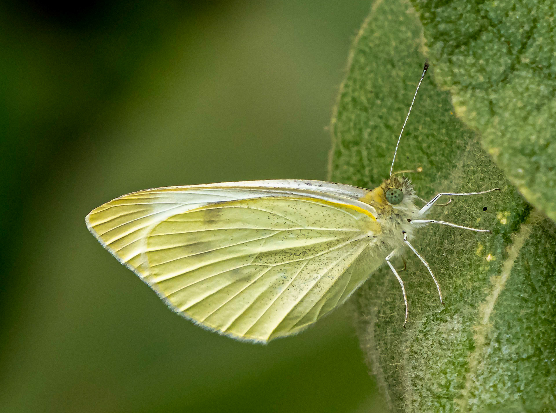 Cabbage white butterfly
