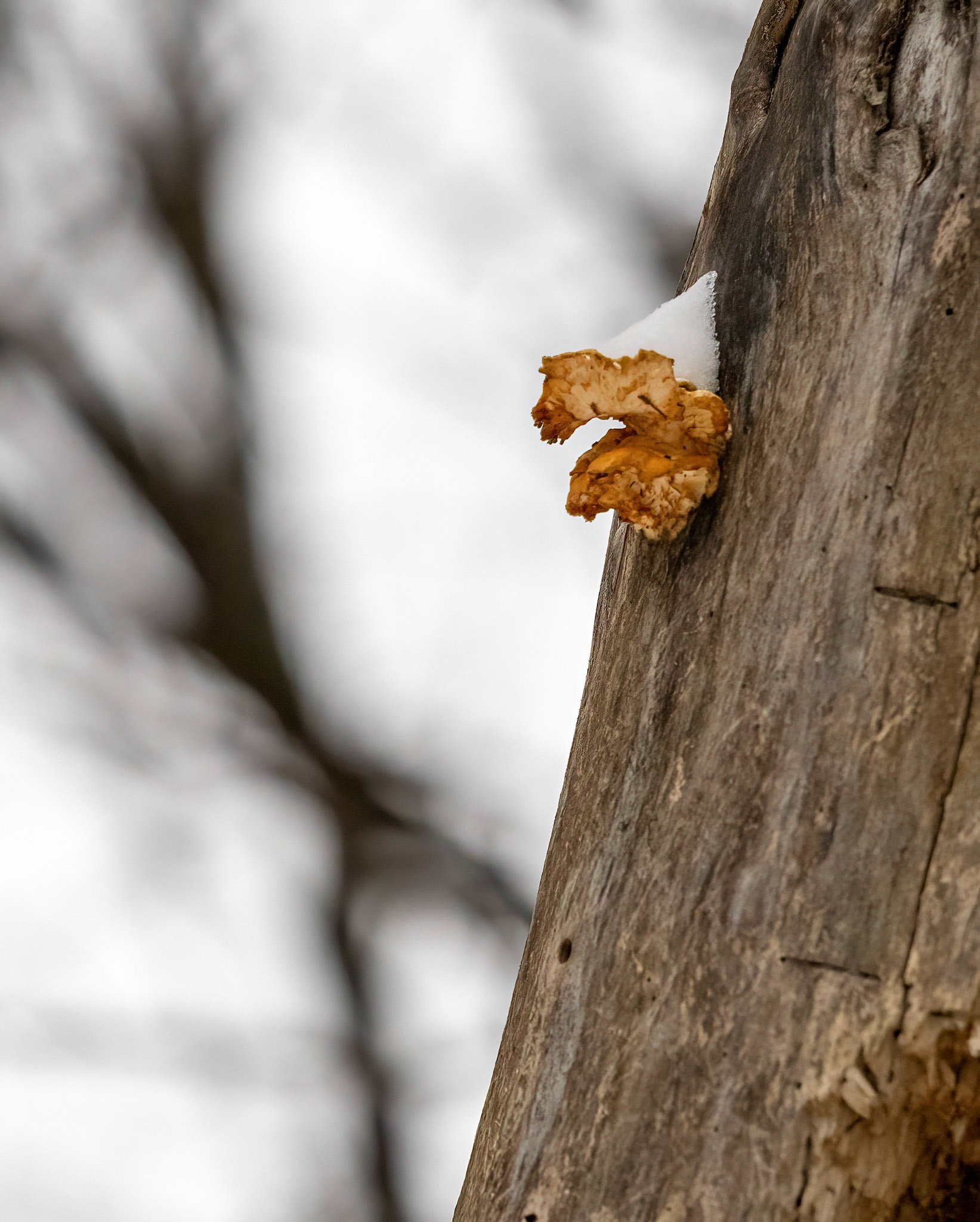 Snow covered fungus