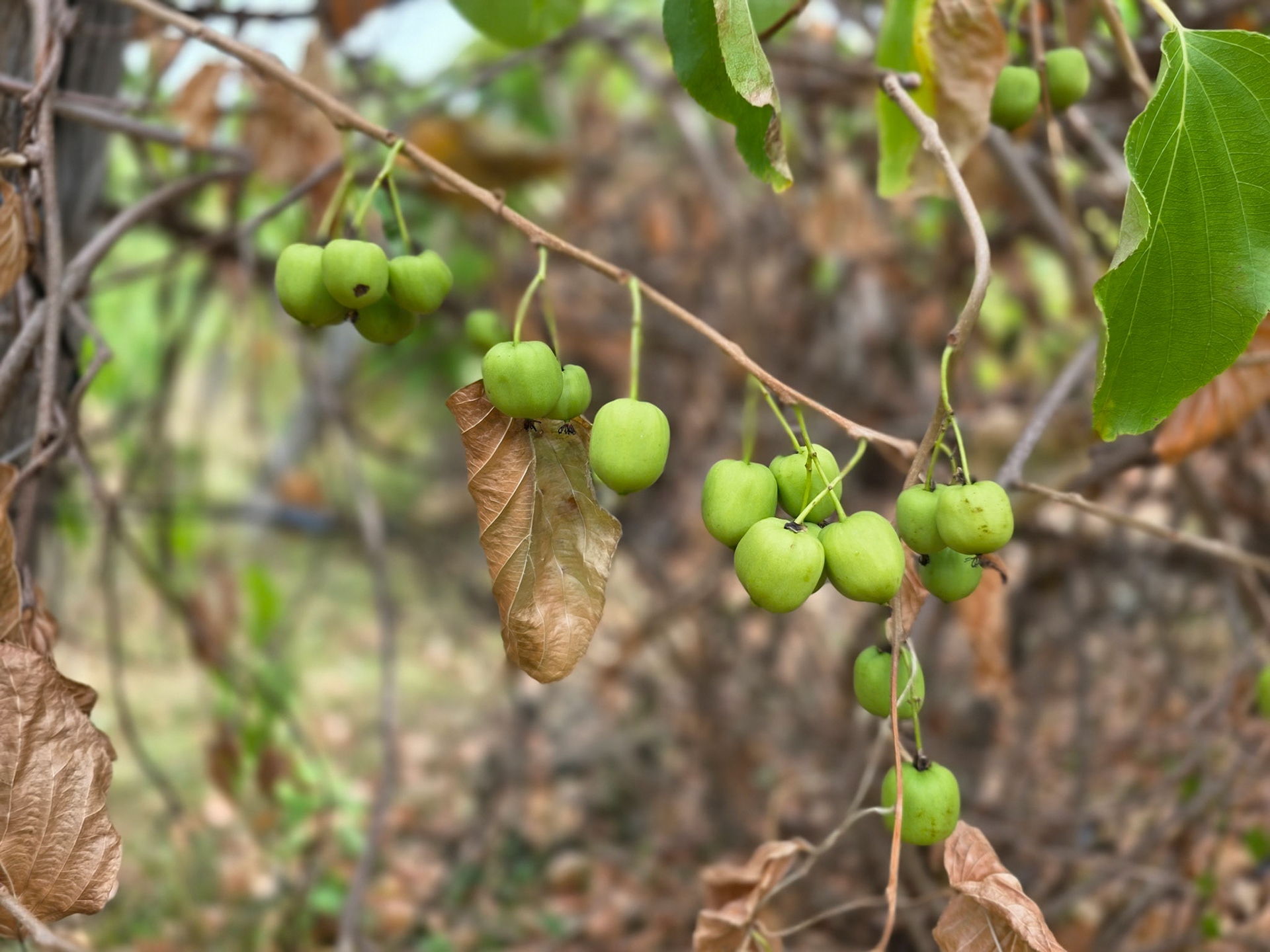 Kiwi