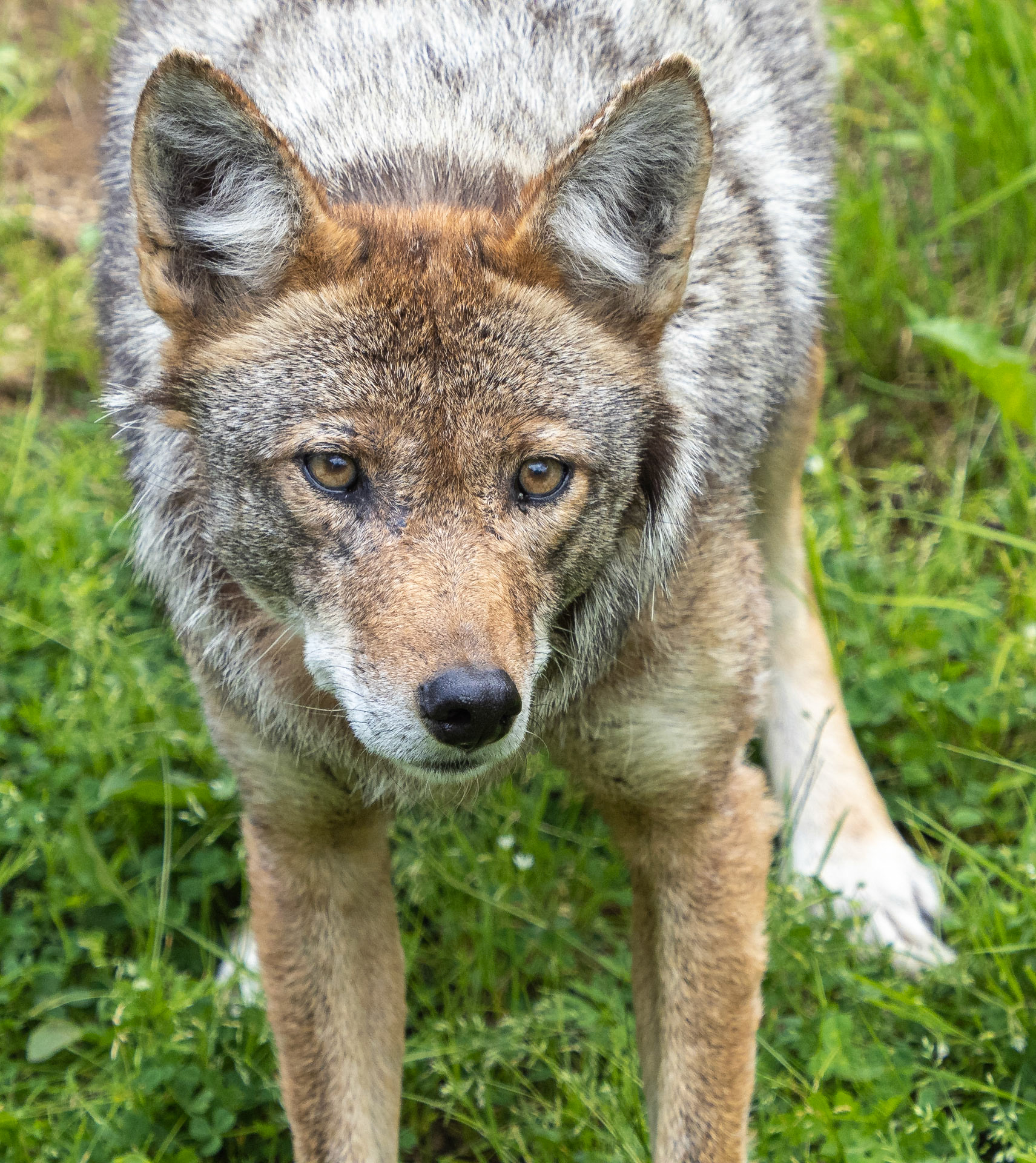 coyote