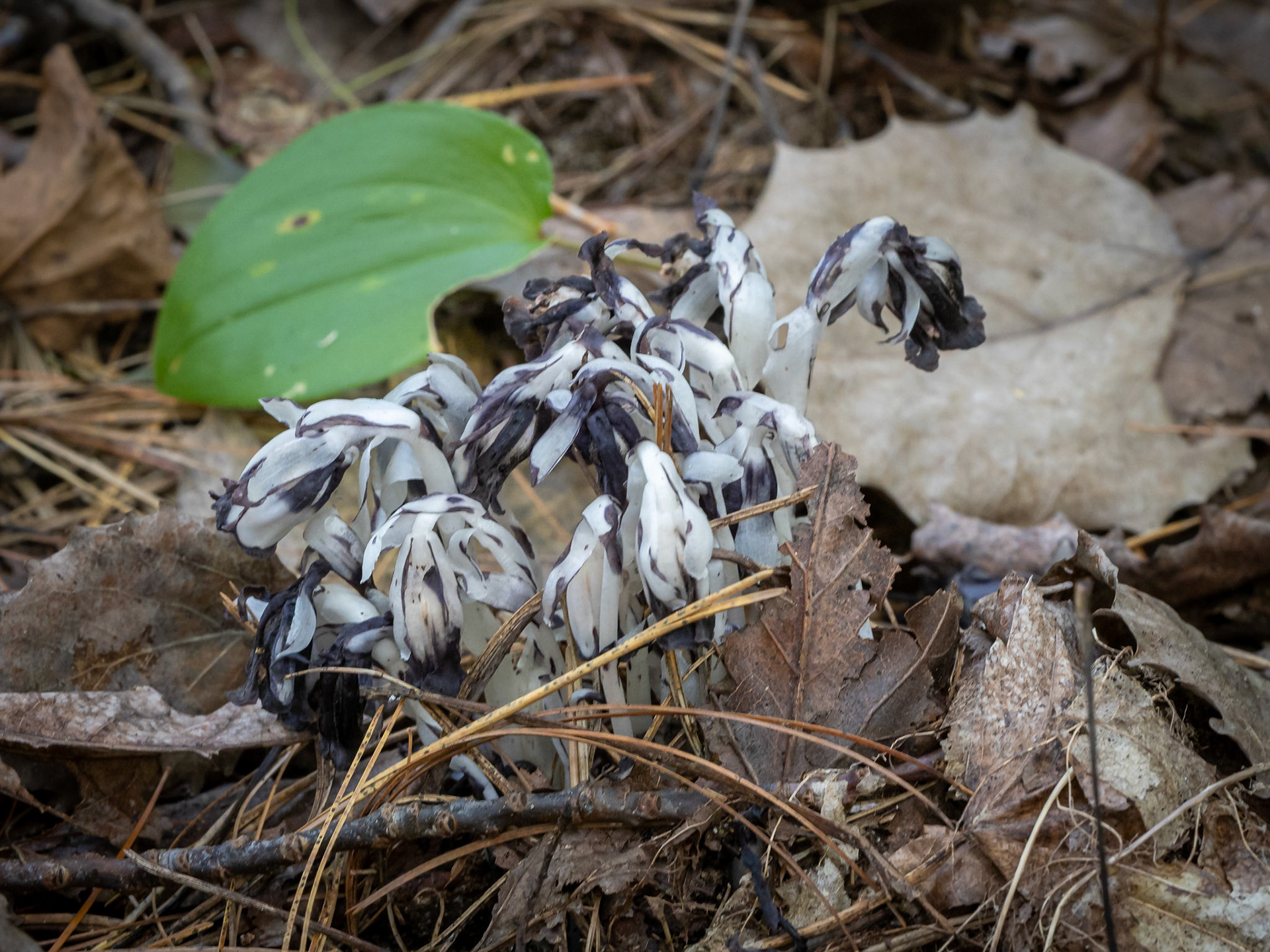 Indian pipes (not a mushroom but a perennial)