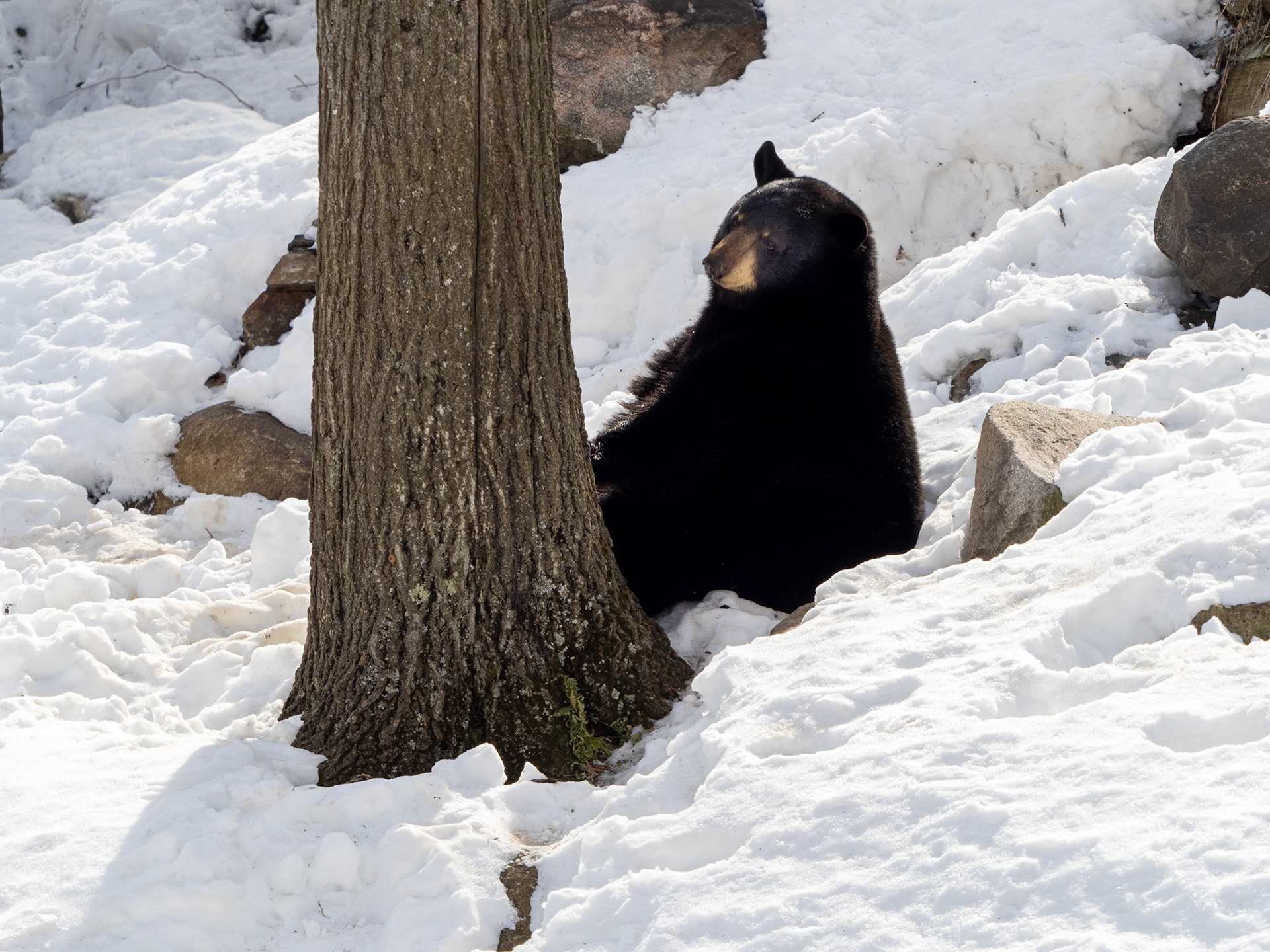black bear