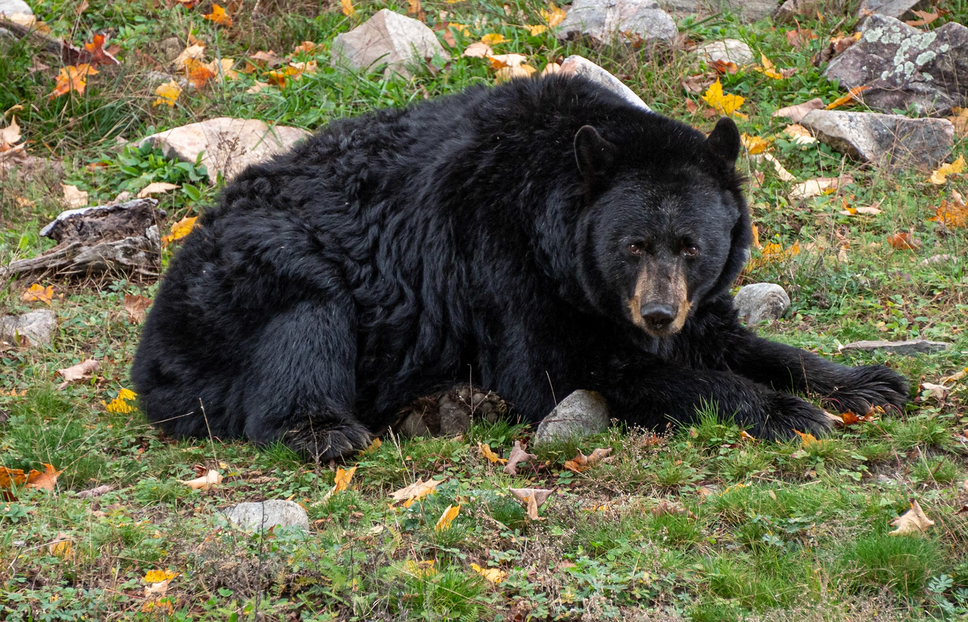 Black bear